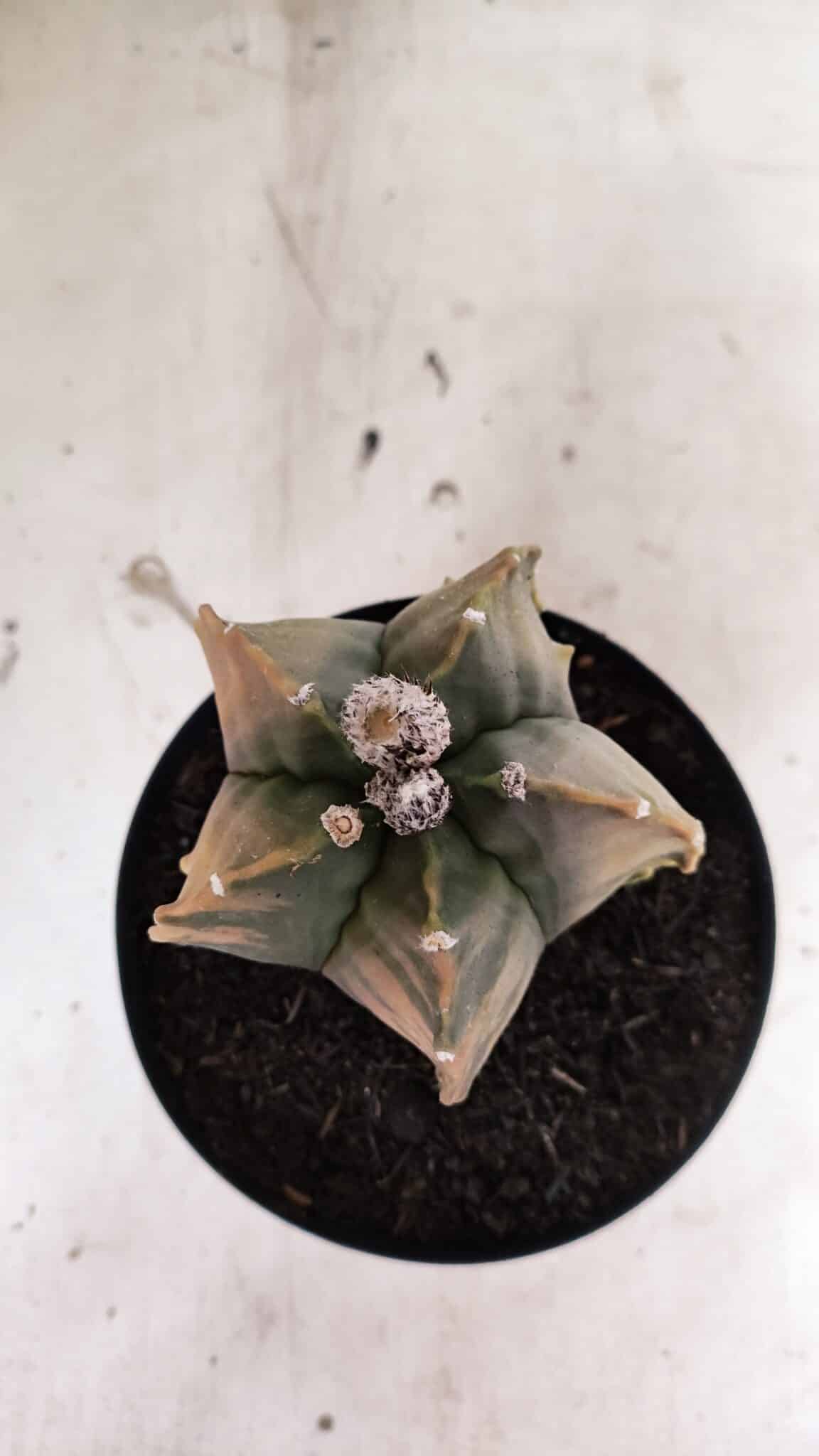 MATRIZ ASTROPHYTUM Myriostigma FUKURYU "VARIEGATA" Nº 1096 – vaso 15 - foto 10