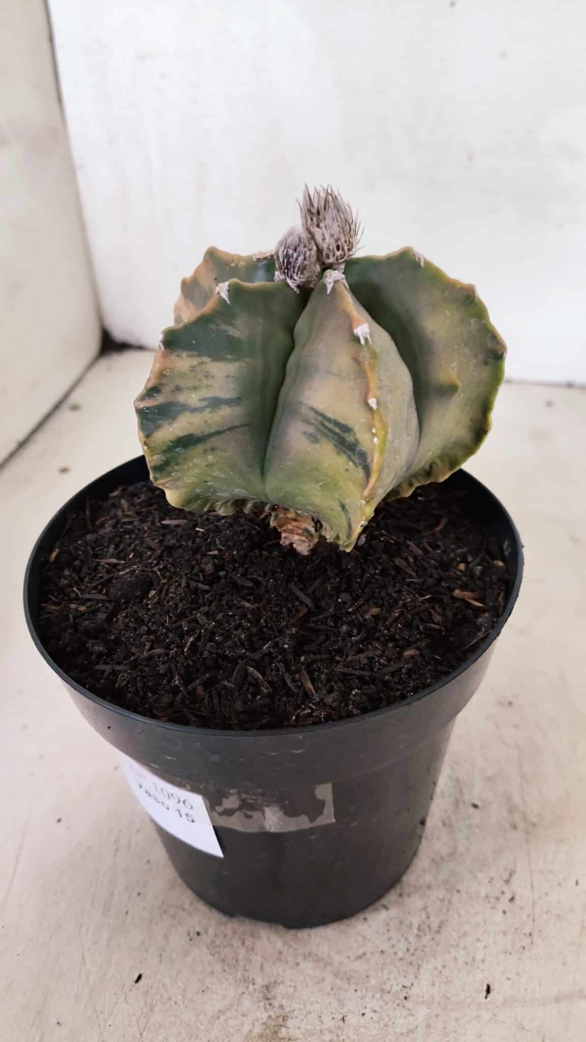 MATRIZ ASTROPHYTUM Myriostigma FUKURYU "VARIEGATA" Nº 1096 – vaso 15 - foto 9
