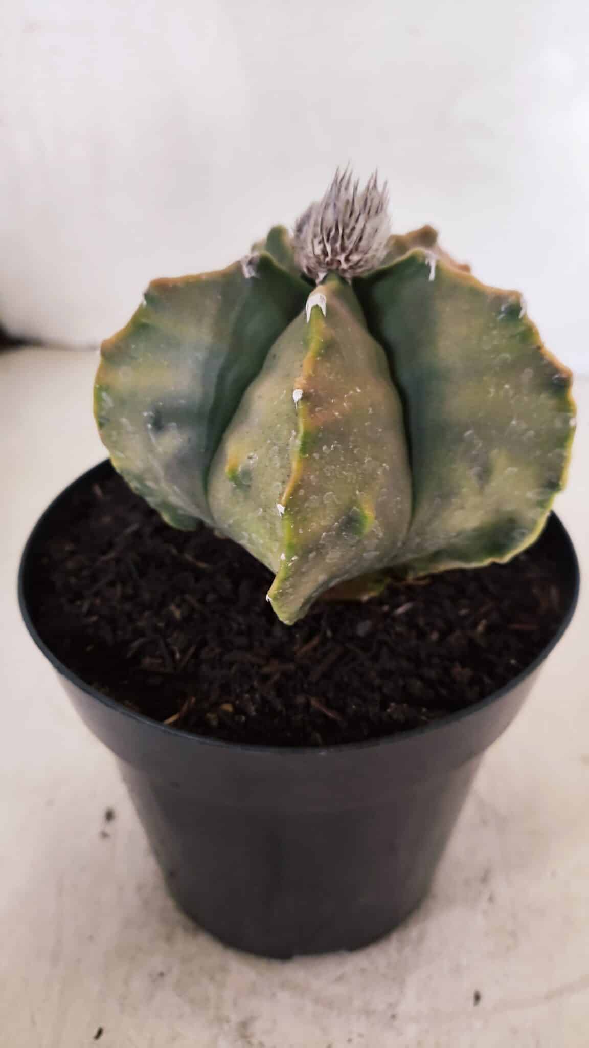 MATRIZ ASTROPHYTUM Myriostigma FUKURYU "VARIEGATA" Nº 1096 – vaso 15 - foto 8
