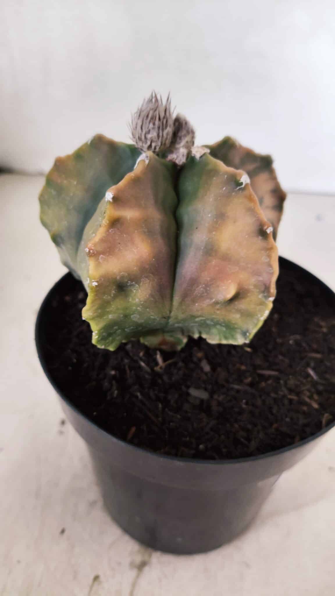 MATRIZ ASTROPHYTUM Myriostigma FUKURYU "VARIEGATA" Nº 1096 – vaso 15 - foto 7