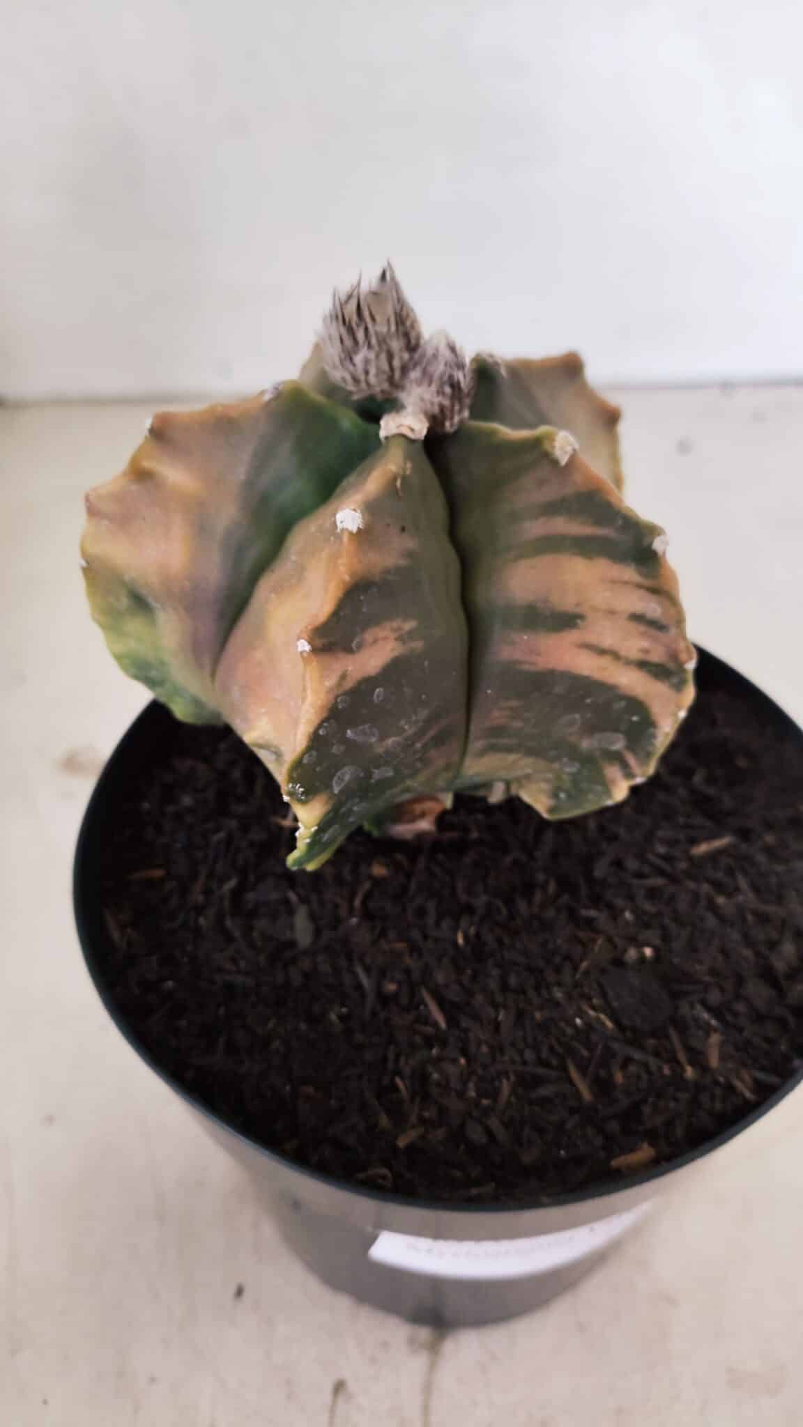 MATRIZ ASTROPHYTUM Myriostigma FUKURYU "VARIEGATA" Nº 1096 – vaso 15 - foto 6