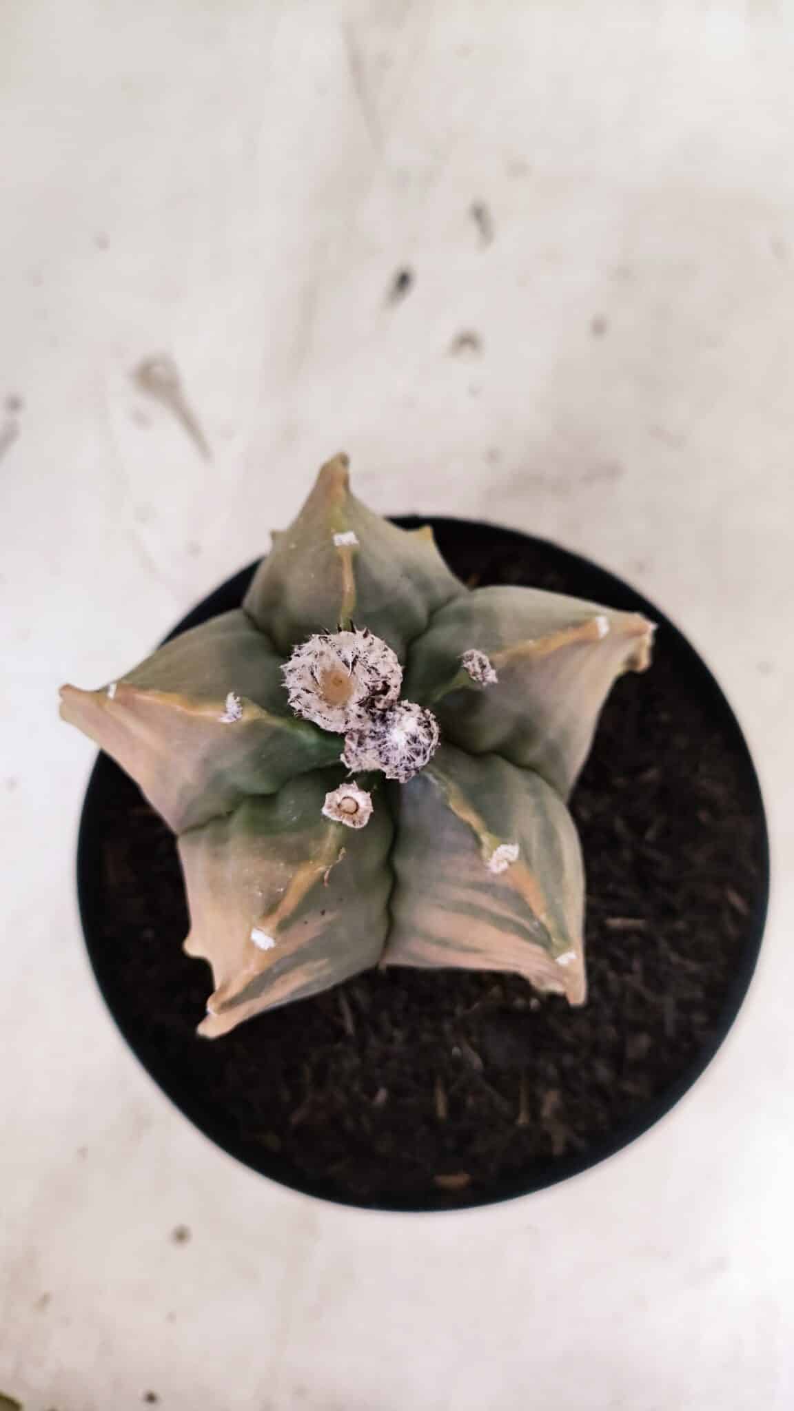 MATRIZ ASTROPHYTUM Myriostigma FUKURYU "VARIEGATA" Nº 1096 – vaso 15 - foto 3