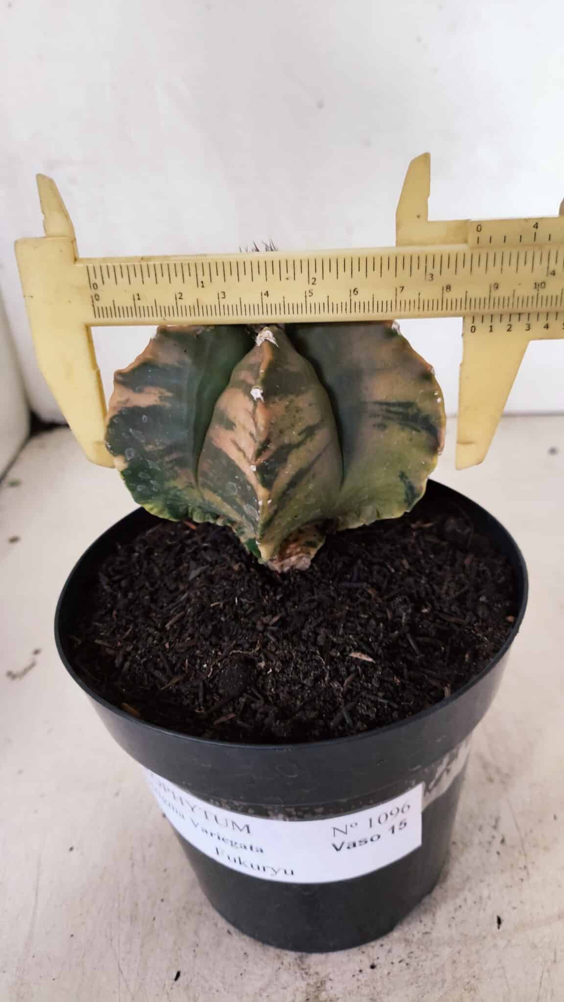 MATRIZ ASTROPHYTUM Myriostigma FUKURYU "VARIEGATA" Nº 1096 – vaso 15 - foto 5