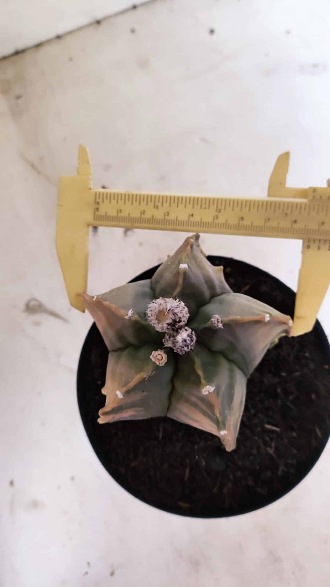 MATRIZ ASTROPHYTUM Myriostigma FUKURYU "VARIEGATA" Nº 1096 – vaso 15 - foto 4