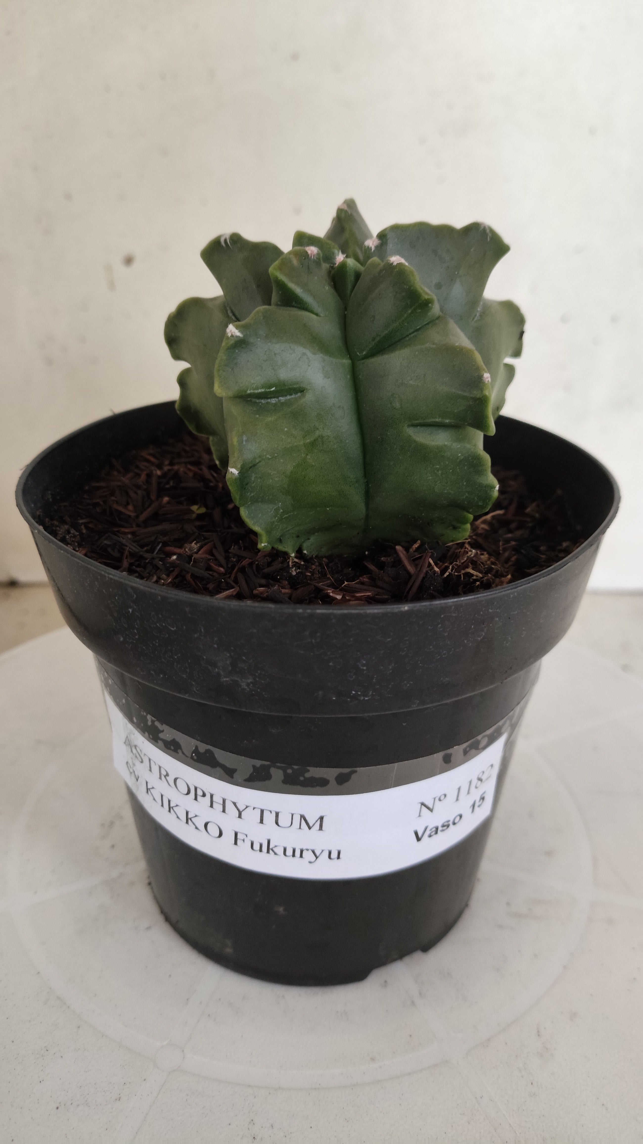 MATRIZ ASTROPHYTUM cv KIKKO "Fukuryu"  Nº 1182 – vaso 15