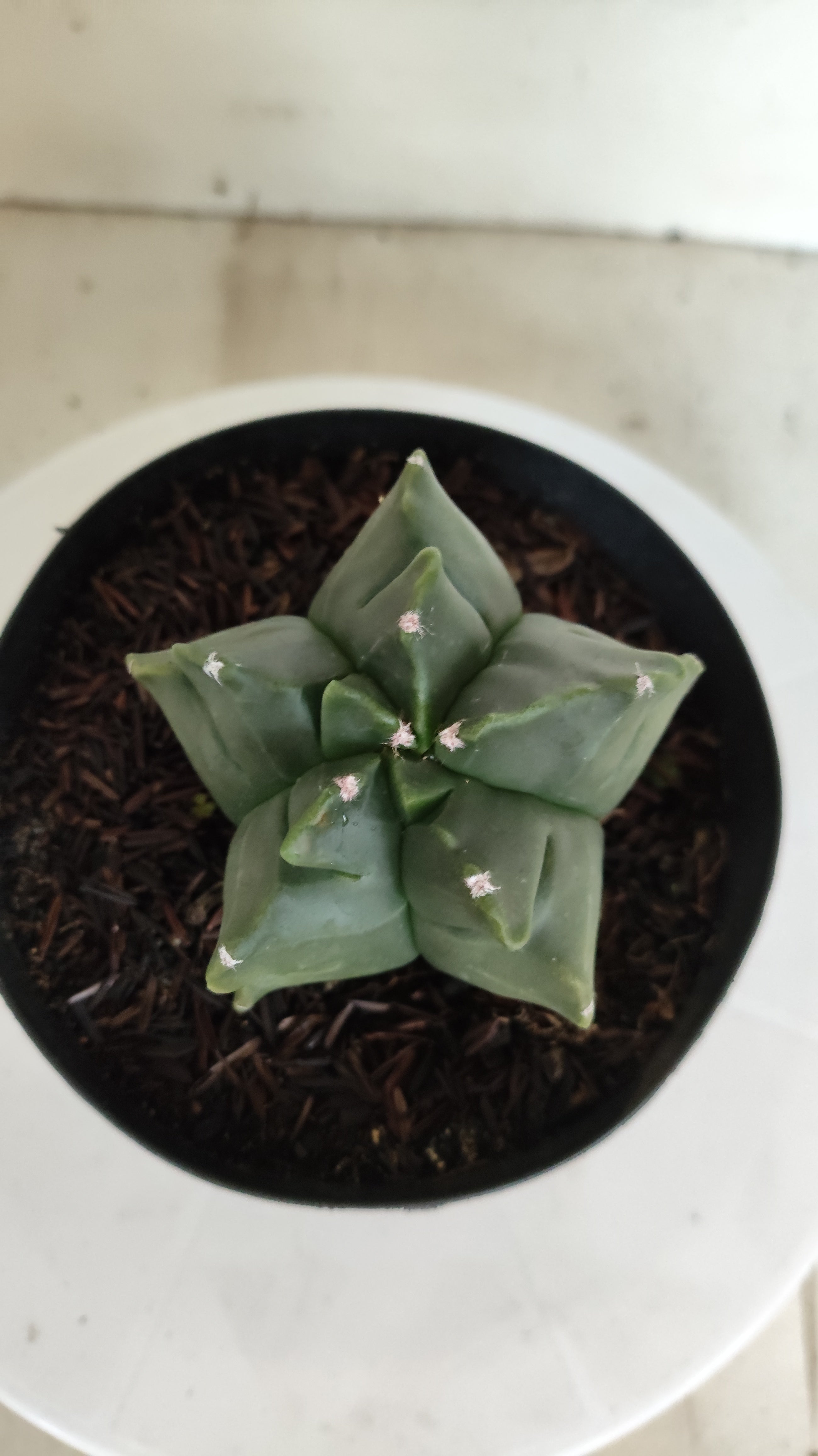 MATRIZ ASTROPHYTUM cv KIKKO "Fukuryu"  Nº 1182 – vaso 15