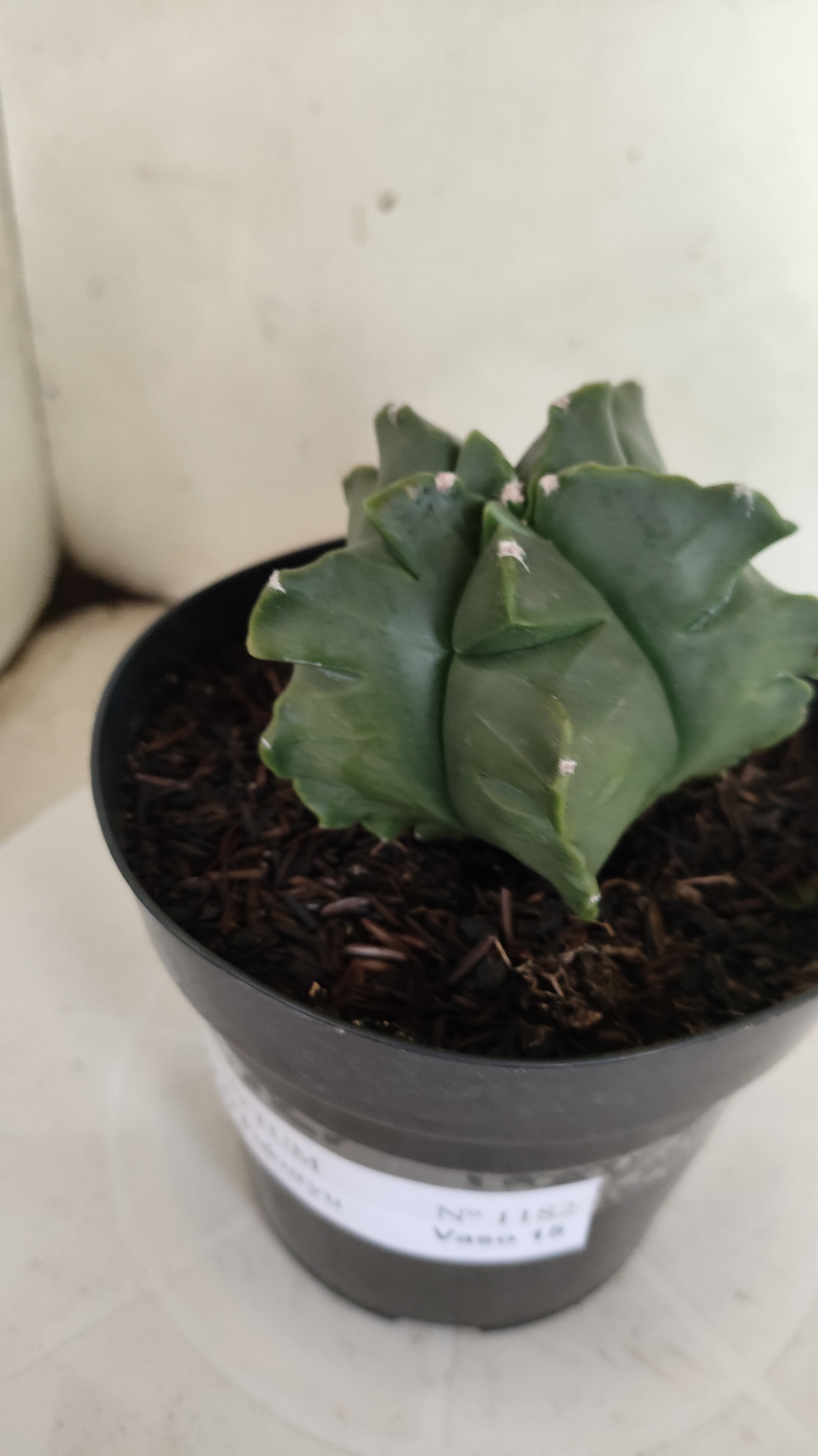 MATRIZ ASTROPHYTUM cv KIKKO "Fukuryu"  Nº 1182 – vaso 15