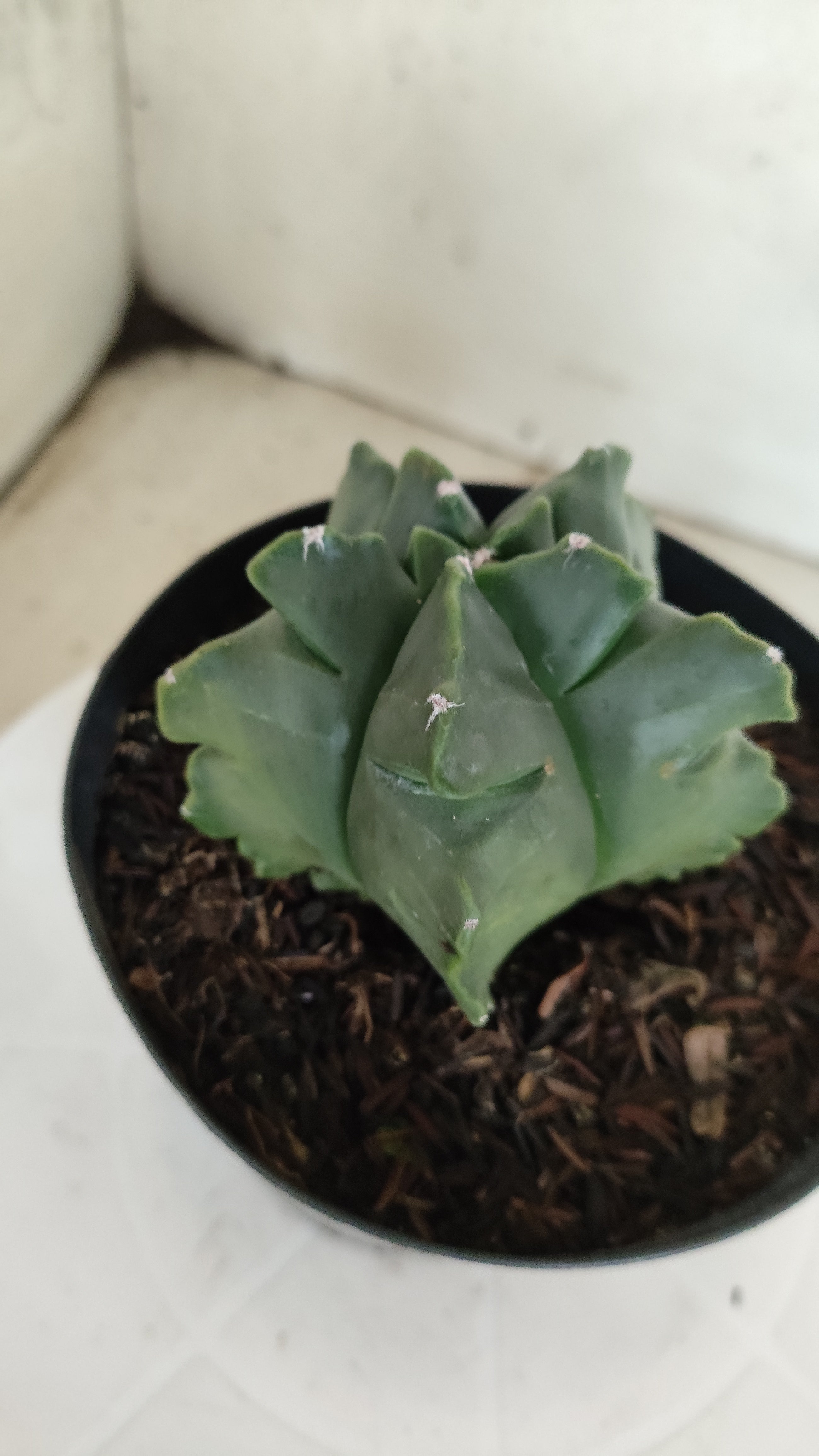 MATRIZ ASTROPHYTUM cv KIKKO "Fukuryu"  Nº 1182 – vaso 15