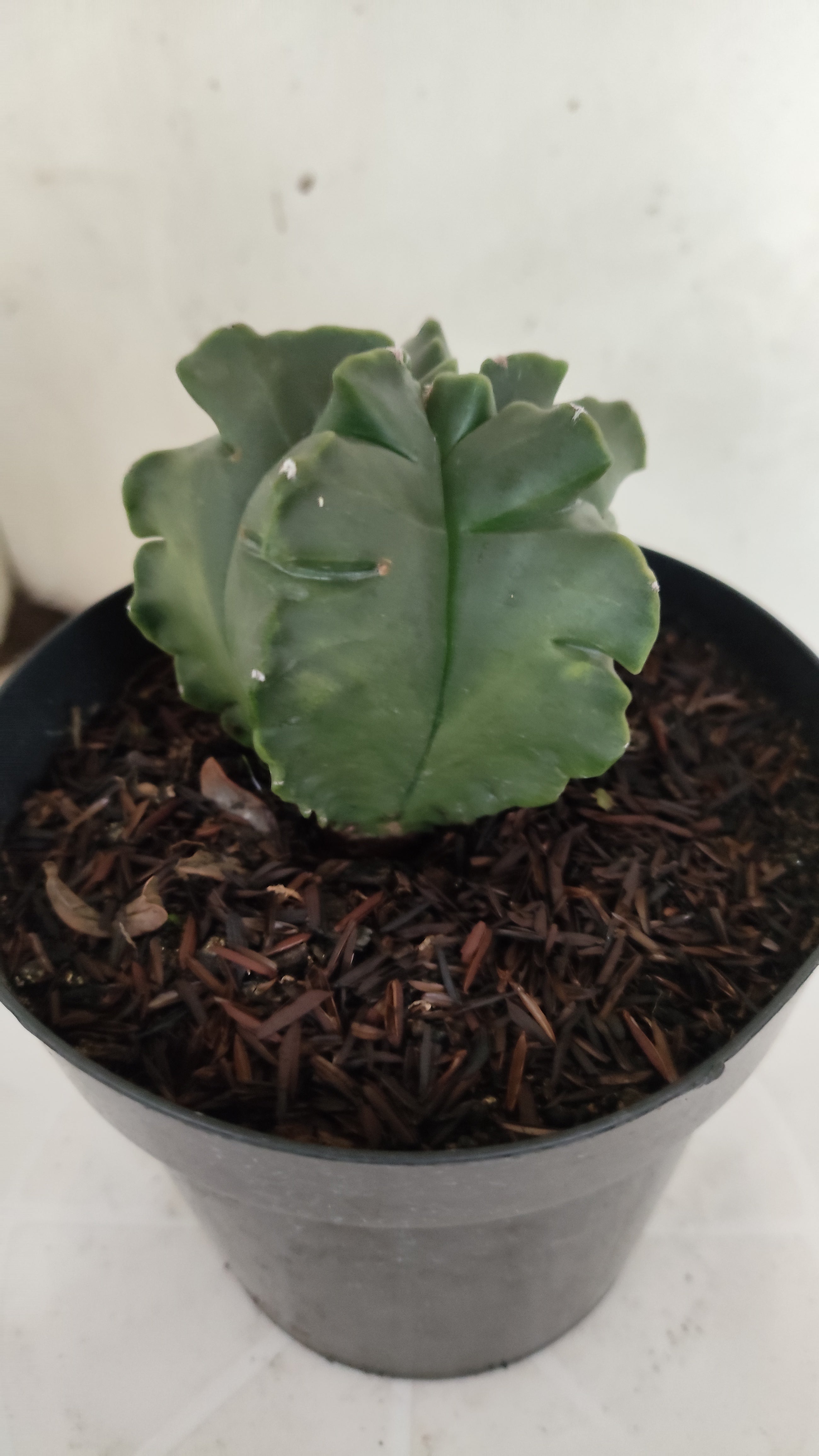 MATRIZ ASTROPHYTUM cv KIKKO "Fukuryu"  Nº 1182 – vaso 15