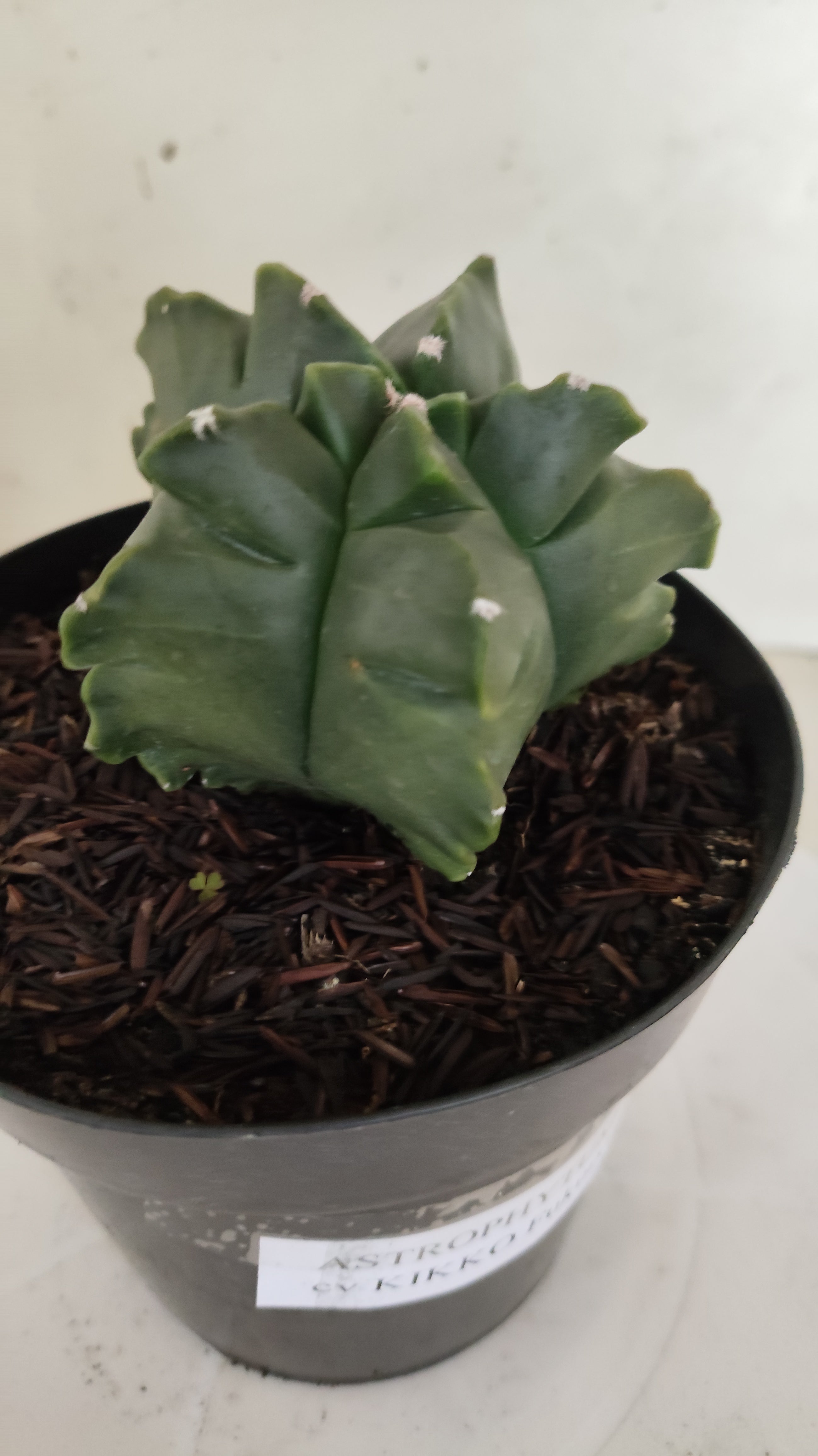 MATRIZ ASTROPHYTUM cv KIKKO "Fukuryu"  Nº 1182 – vaso 15