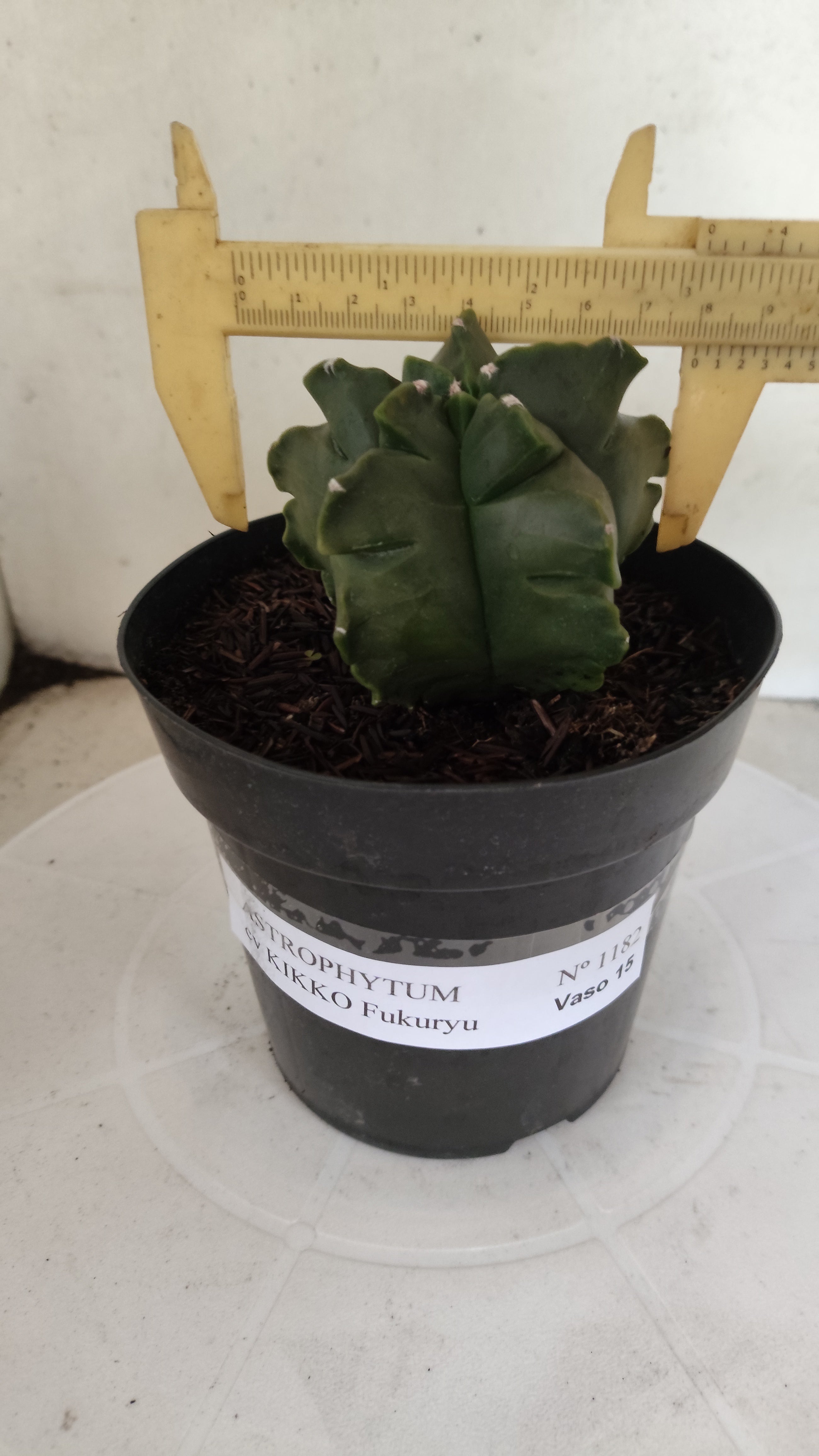 MATRIZ ASTROPHYTUM cv KIKKO "Fukuryu"  Nº 1182 – vaso 15