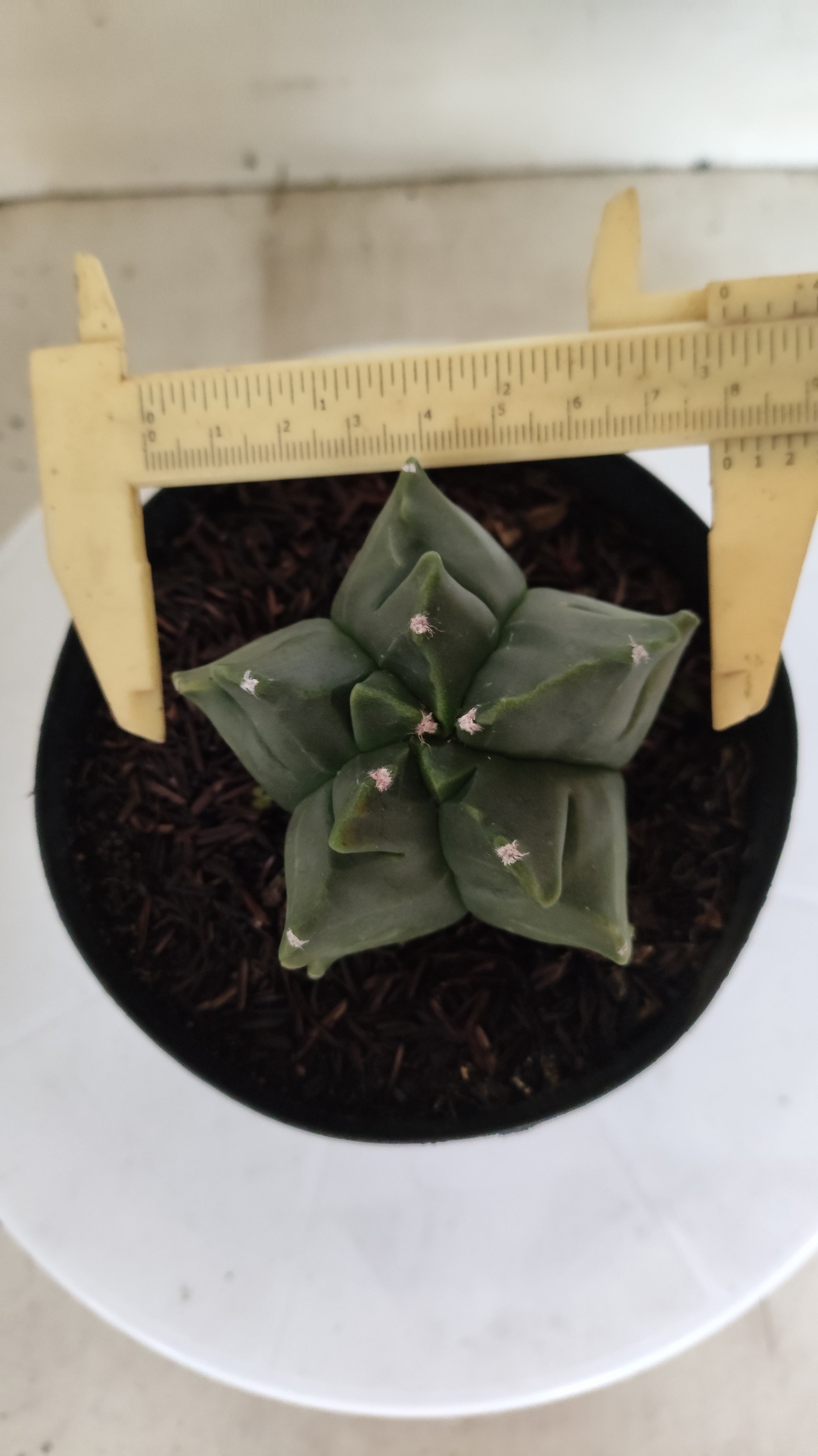 MATRIZ ASTROPHYTUM cv KIKKO "Fukuryu"  Nº 1182 – vaso 15