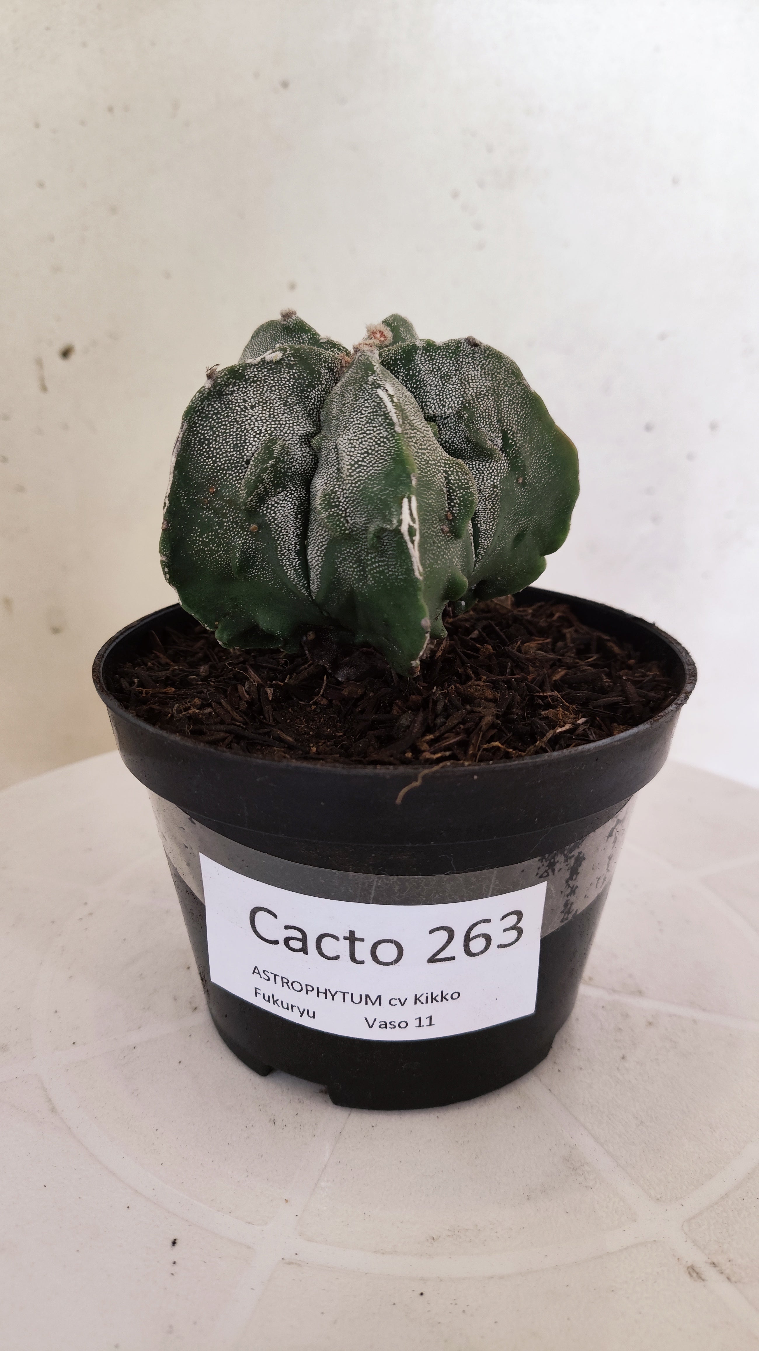 ASTROPHYTUM MYRIOSTIGMA cv KIKKO FUKURYU  Nº 263 – vaso 11