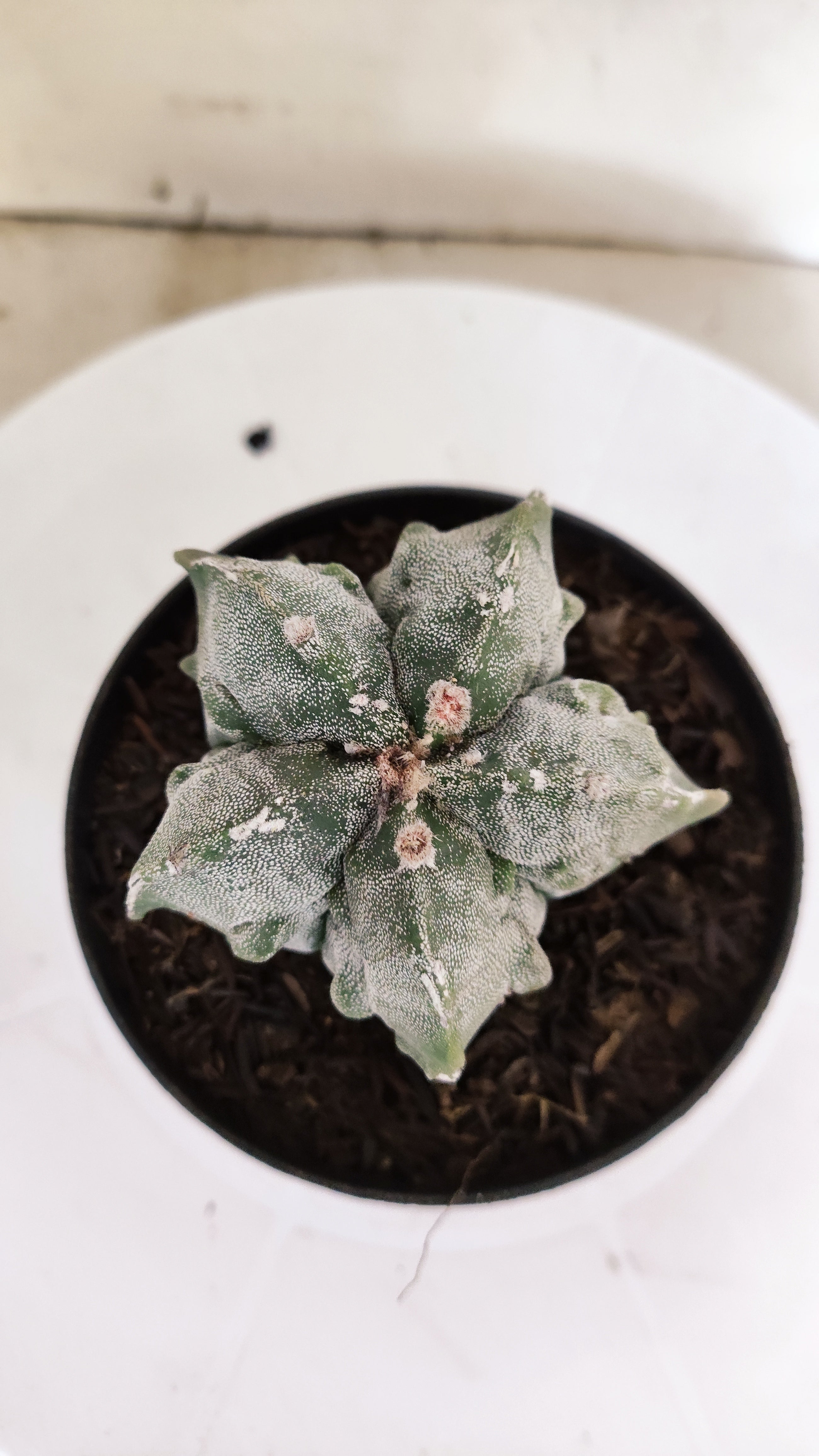 ASTROPHYTUM MYRIOSTIGMA cv KIKKO FUKURYU  Nº 263 – vaso 11