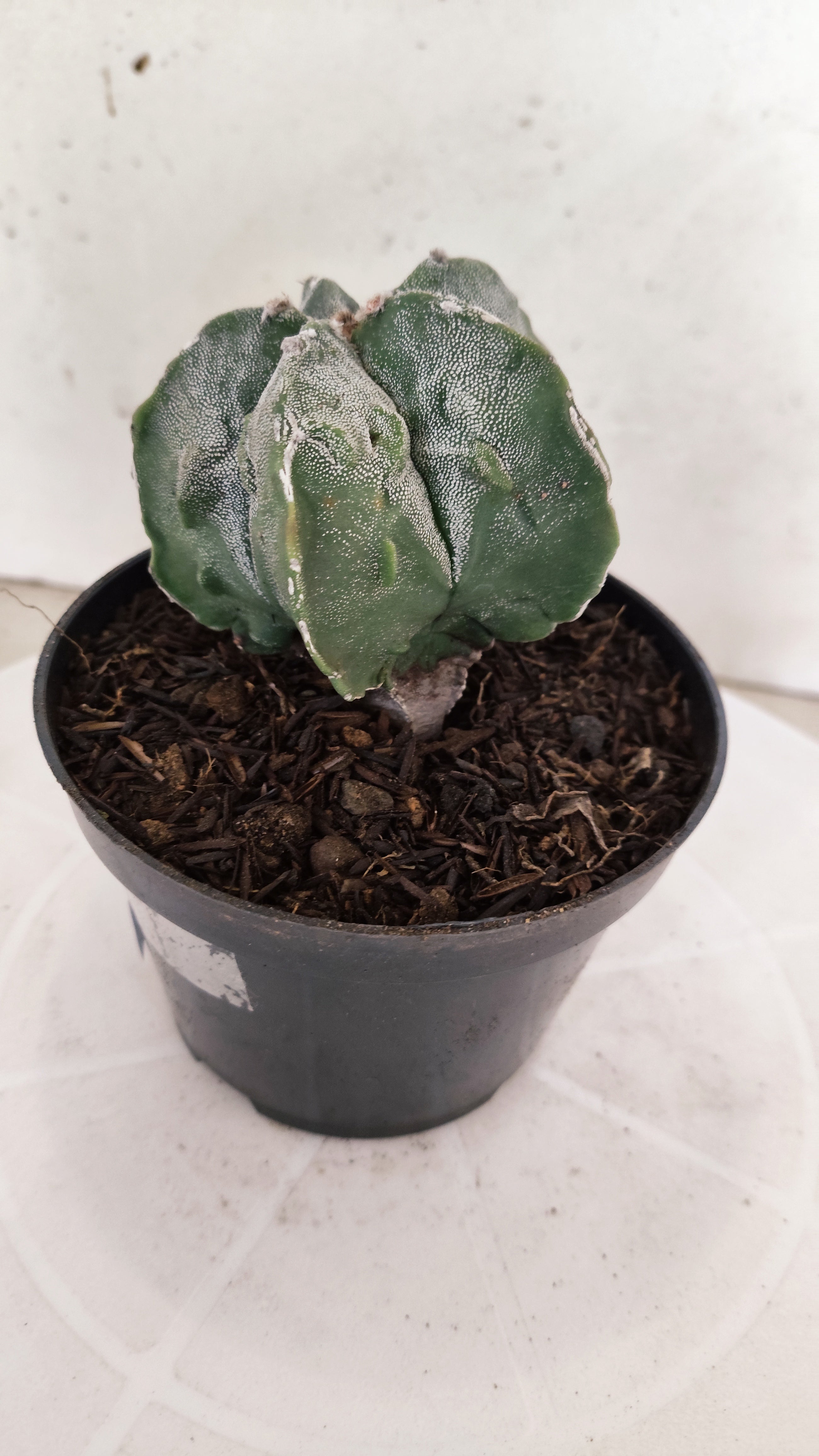 ASTROPHYTUM MYRIOSTIGMA cv KIKKO FUKURYU  Nº 263 – vaso 11