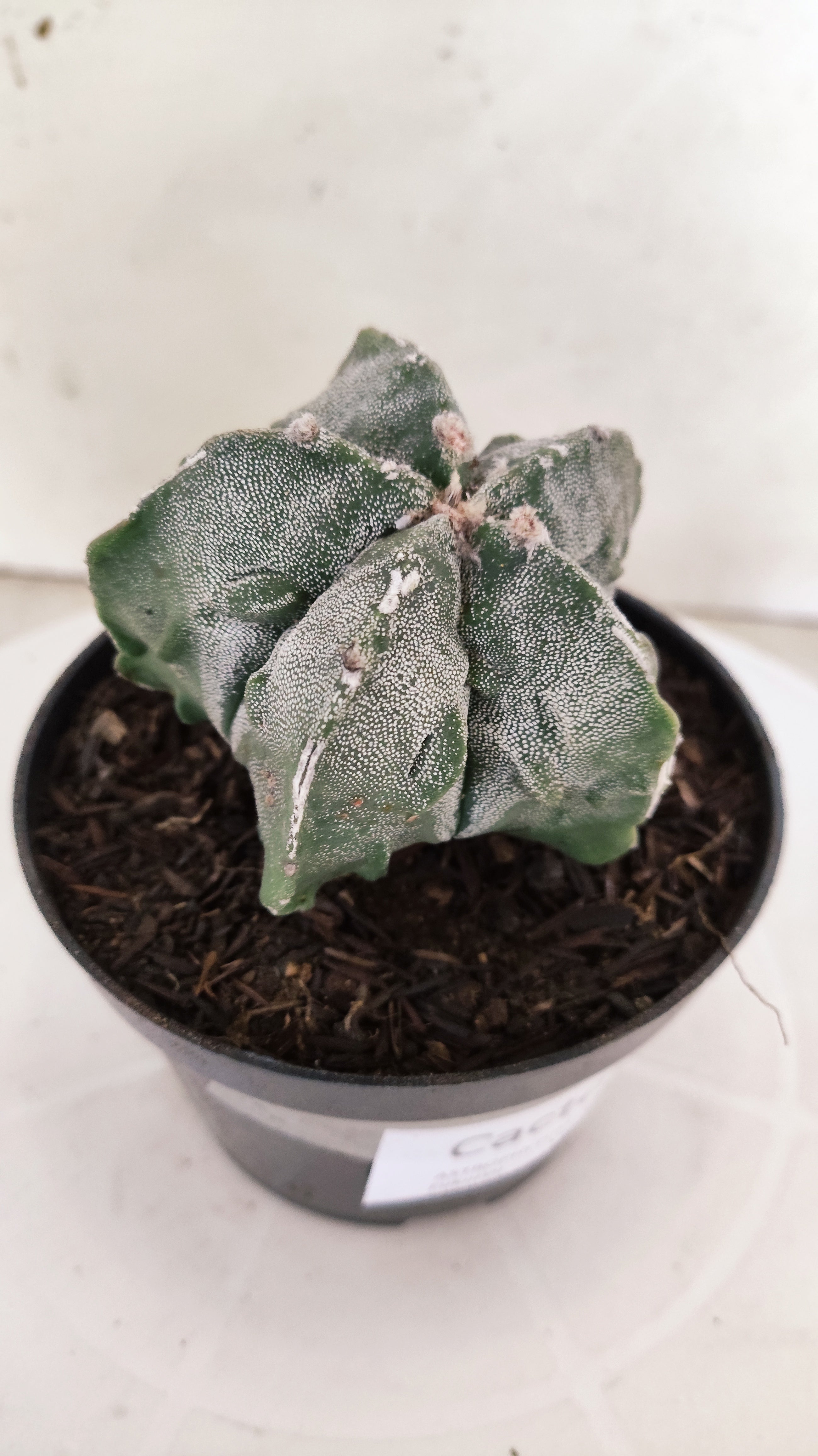 ASTROPHYTUM MYRIOSTIGMA cv KIKKO FUKURYU  Nº 263 – vaso 11