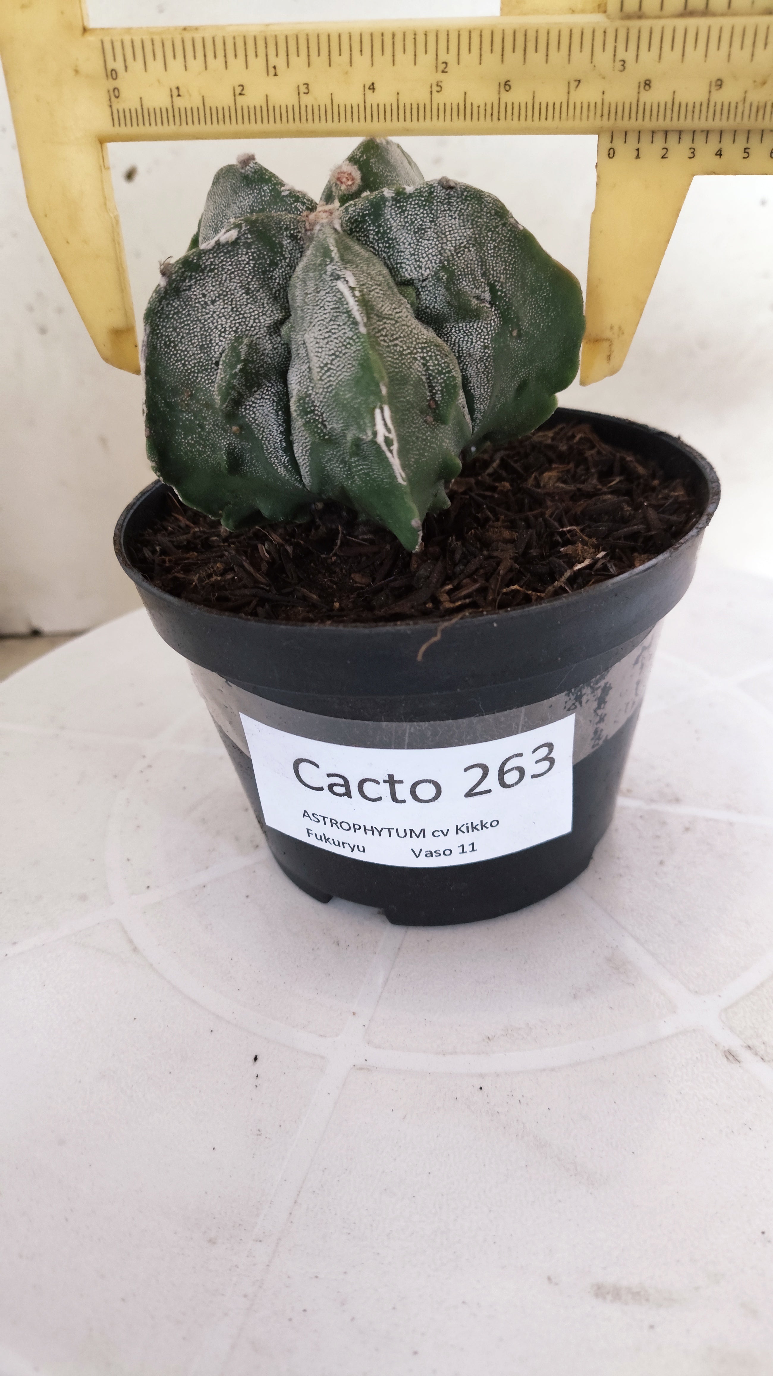 ASTROPHYTUM MYRIOSTIGMA cv KIKKO FUKURYU  Nº 263 – vaso 11