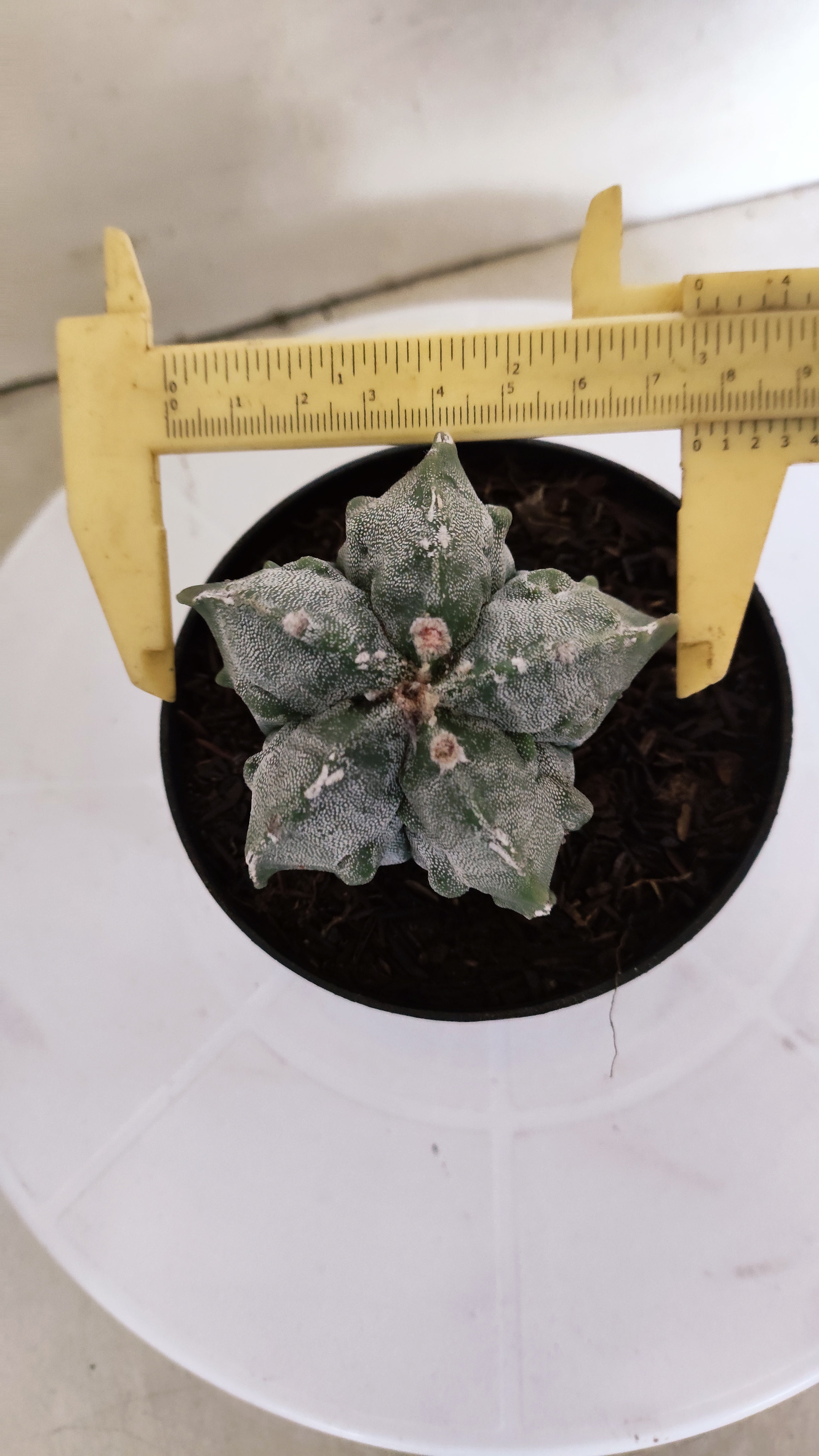 ASTROPHYTUM MYRIOSTIGMA cv KIKKO FUKURYU  Nº 263 – vaso 11