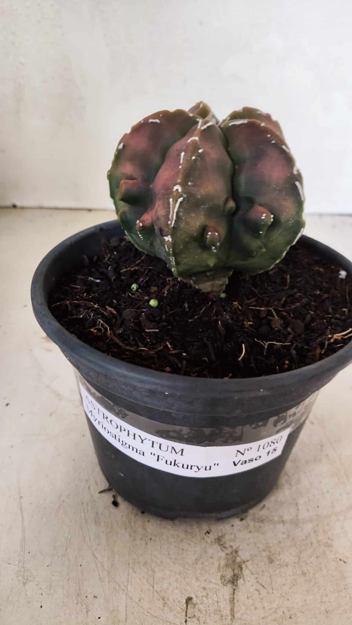 ASTROPHYTUM Myriostigma FUKURYU Nº 1080 – vaso 15 - foto 2