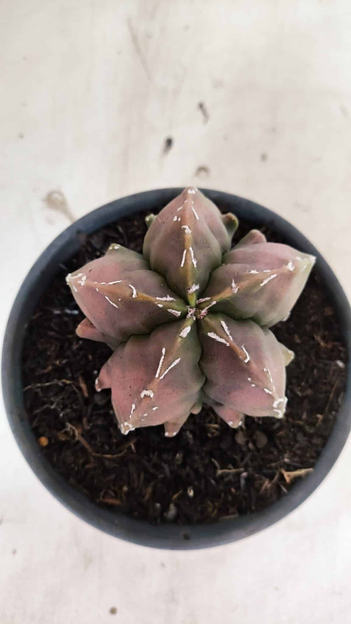 ASTROPHYTUM Myriostigma FUKURYU Nº 1080 – vaso 15 - foto 3