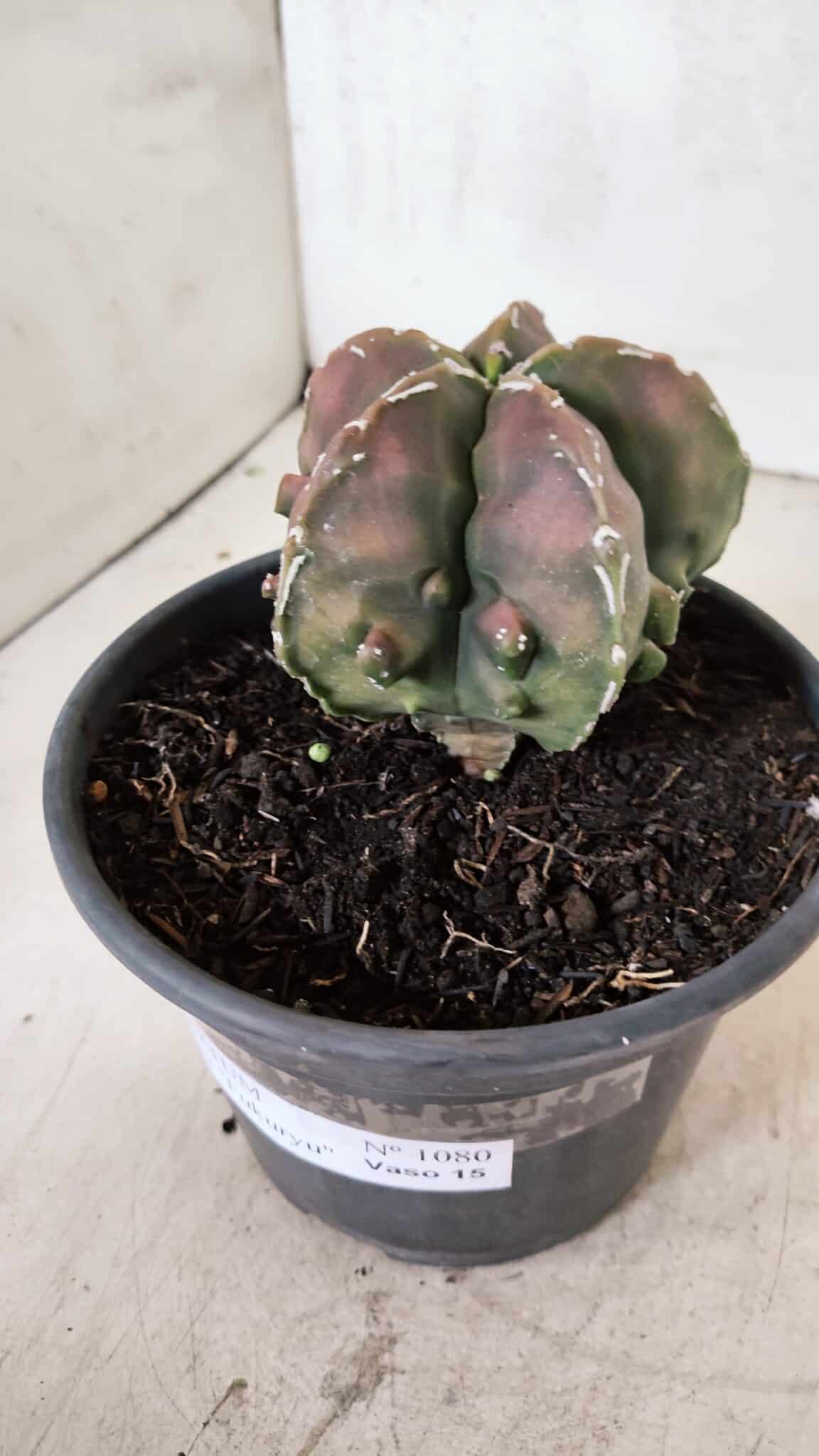 ASTROPHYTUM Myriostigma FUKURYU Nº 1080 – vaso 15 - foto 9