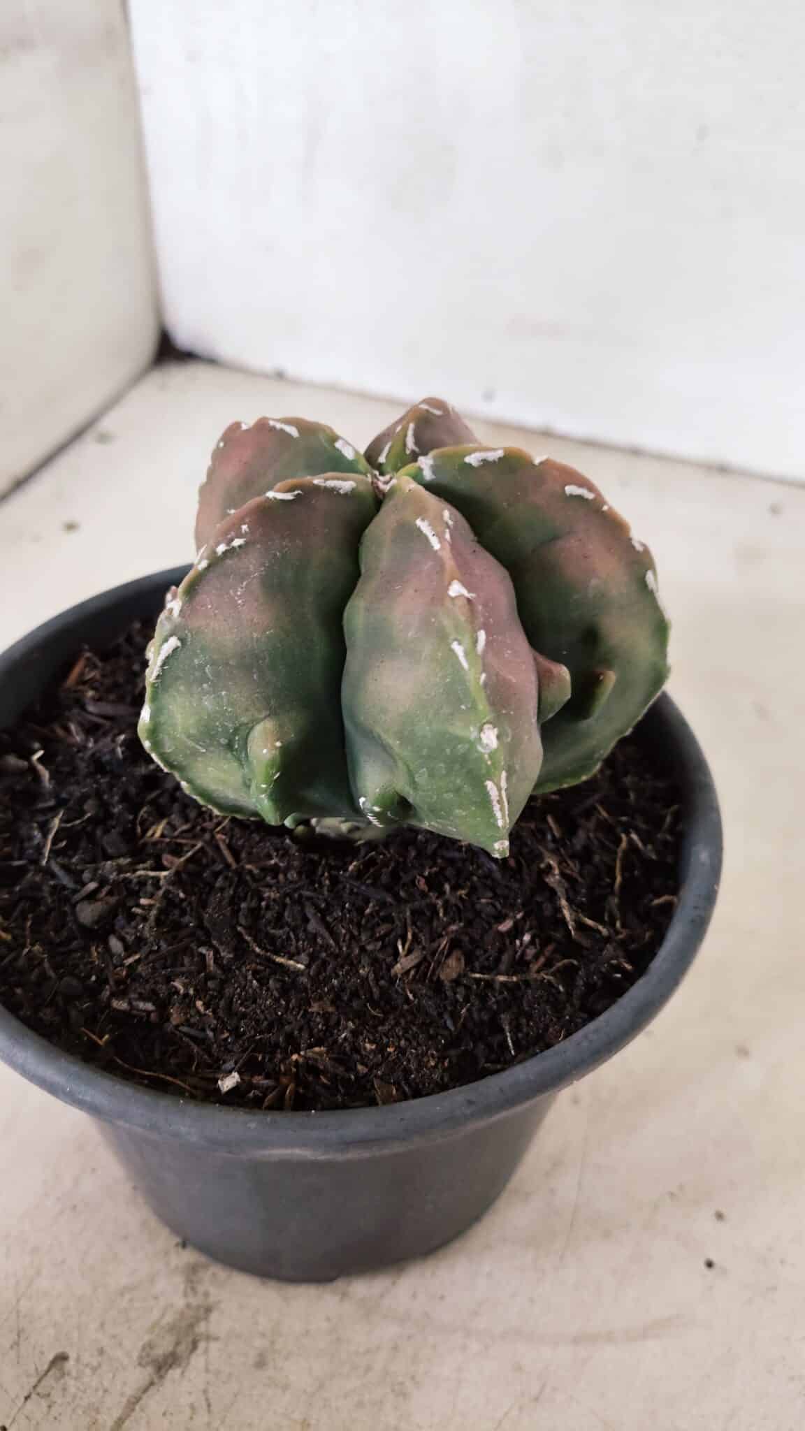 ASTROPHYTUM Myriostigma FUKURYU Nº 1080 – vaso 15 - foto 8