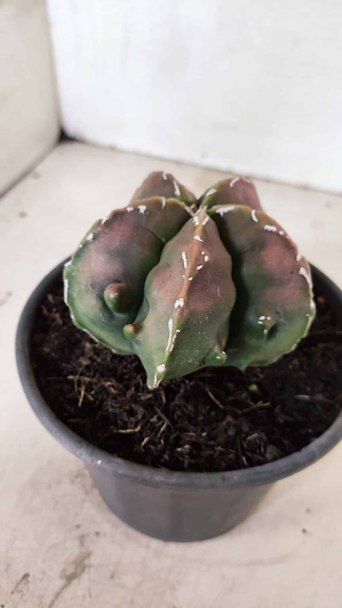 ASTROPHYTUM Myriostigma FUKURYU Nº 1080 – vaso 15 - foto 7
