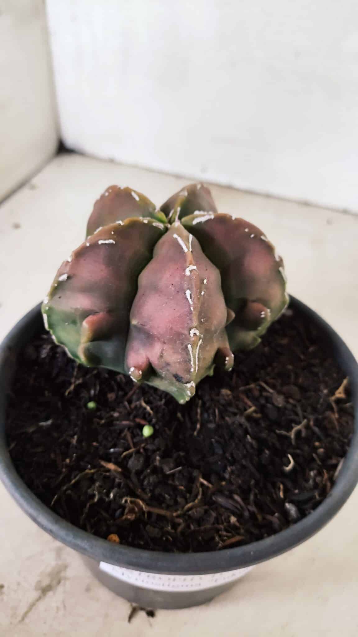 ASTROPHYTUM Myriostigma FUKURYU Nº 1080 – vaso 15 - foto 6