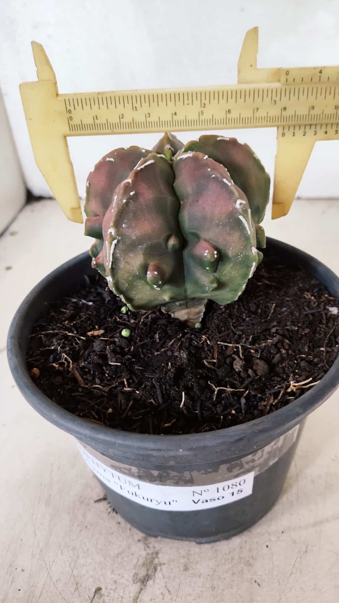 ASTROPHYTUM Myriostigma FUKURYU Nº 1080 – vaso 15 - foto 4