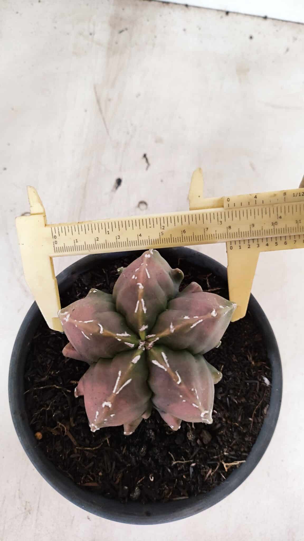 ASTROPHYTUM Myriostigma FUKURYU Nº 1080 – vaso 15 - foto 5