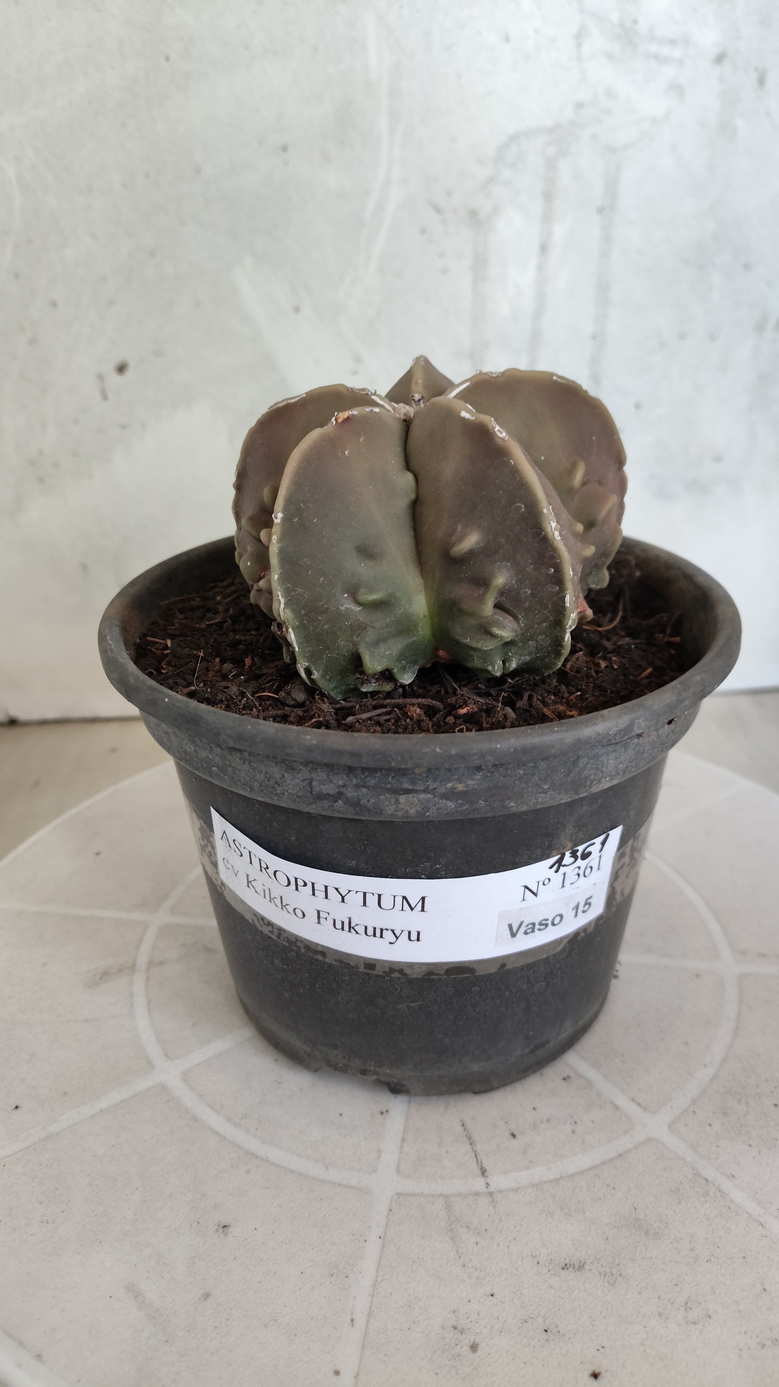 MATRIZ ASTROPHYTUM cv KIKKO "Fukuryu"  Nº 1361 – vaso 15