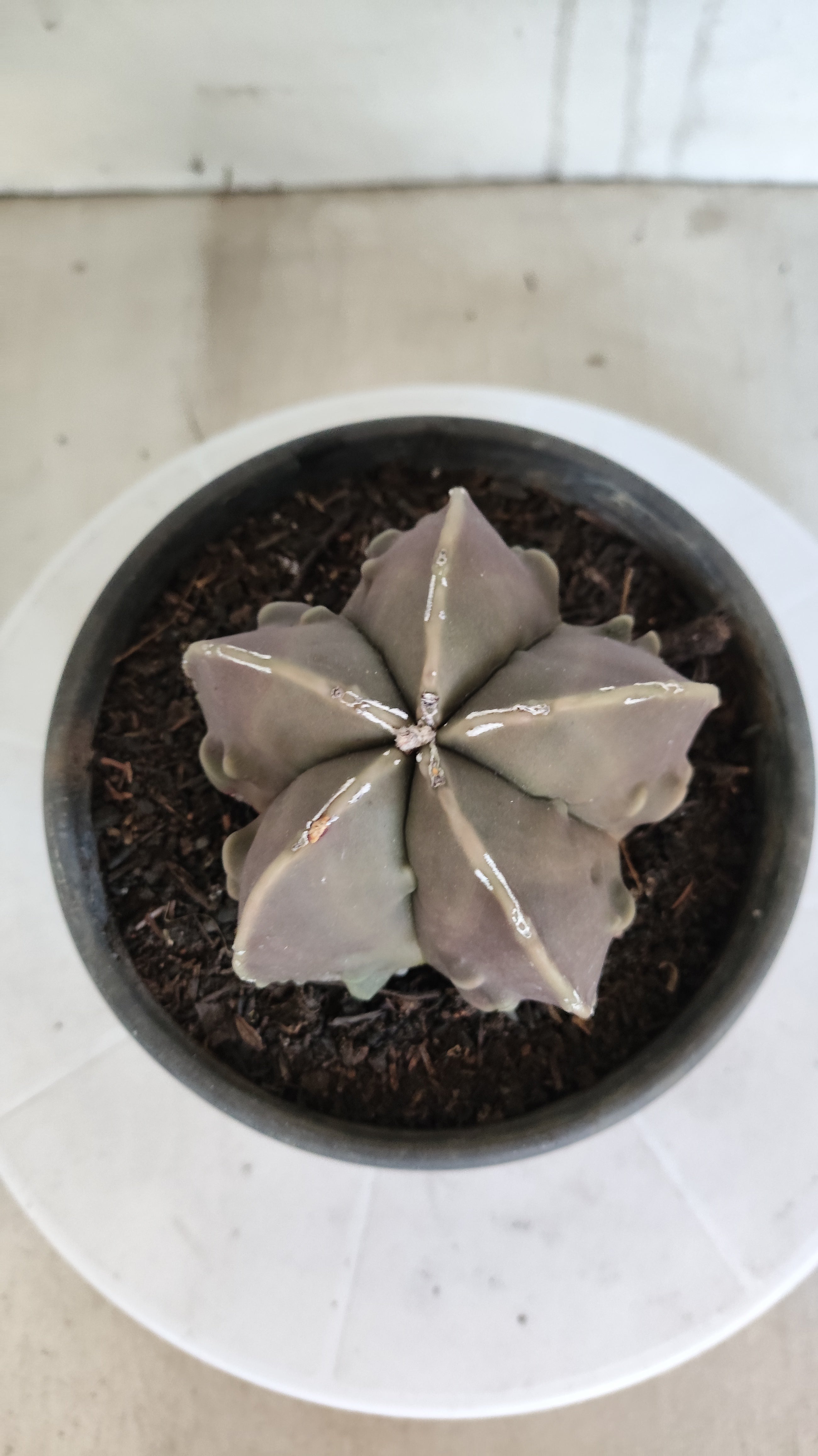 MATRIZ ASTROPHYTUM cv KIKKO "Fukuryu"  Nº 1361 – vaso 15