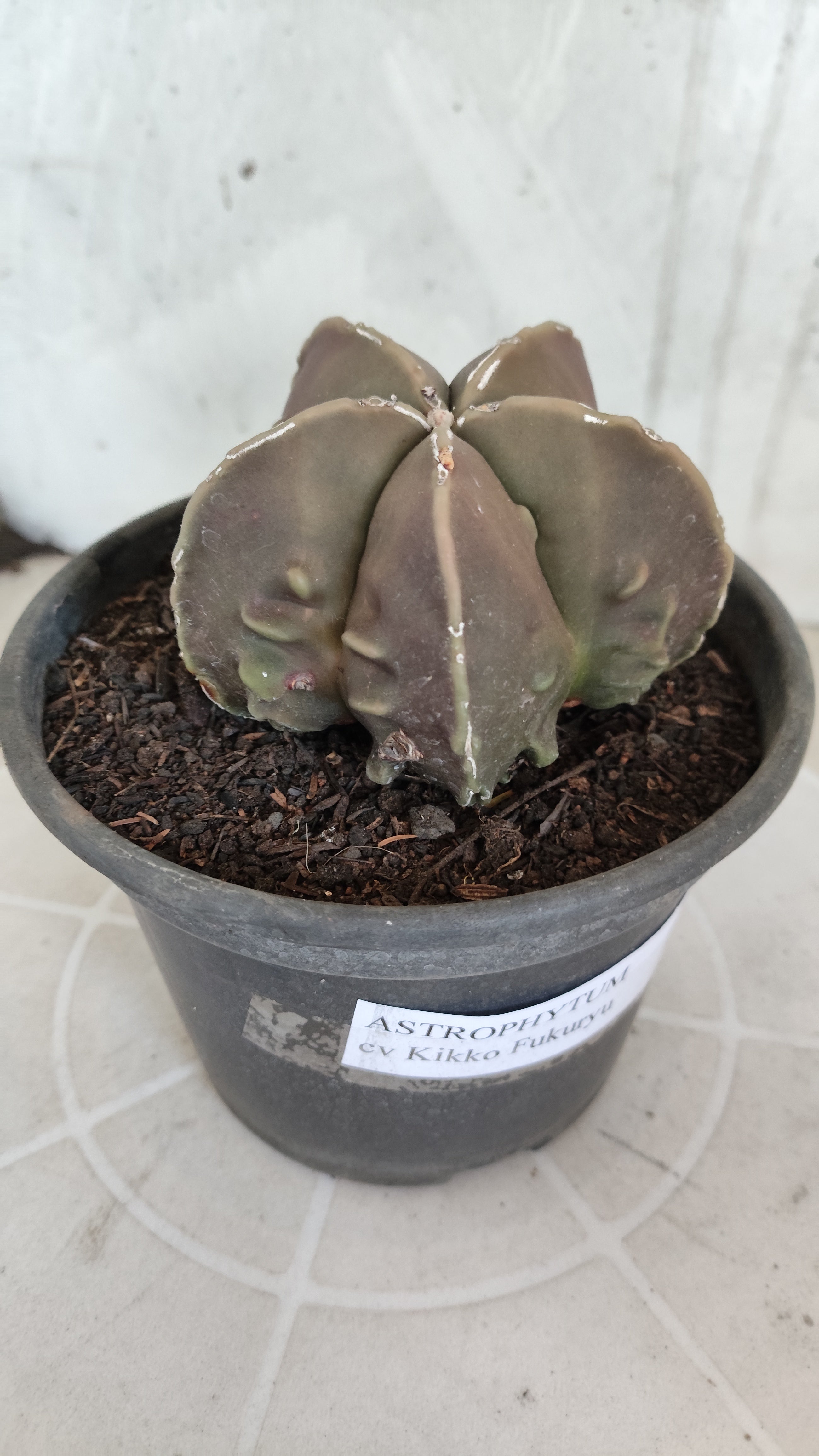 MATRIZ ASTROPHYTUM cv KIKKO "Fukuryu"  Nº 1361 – vaso 15