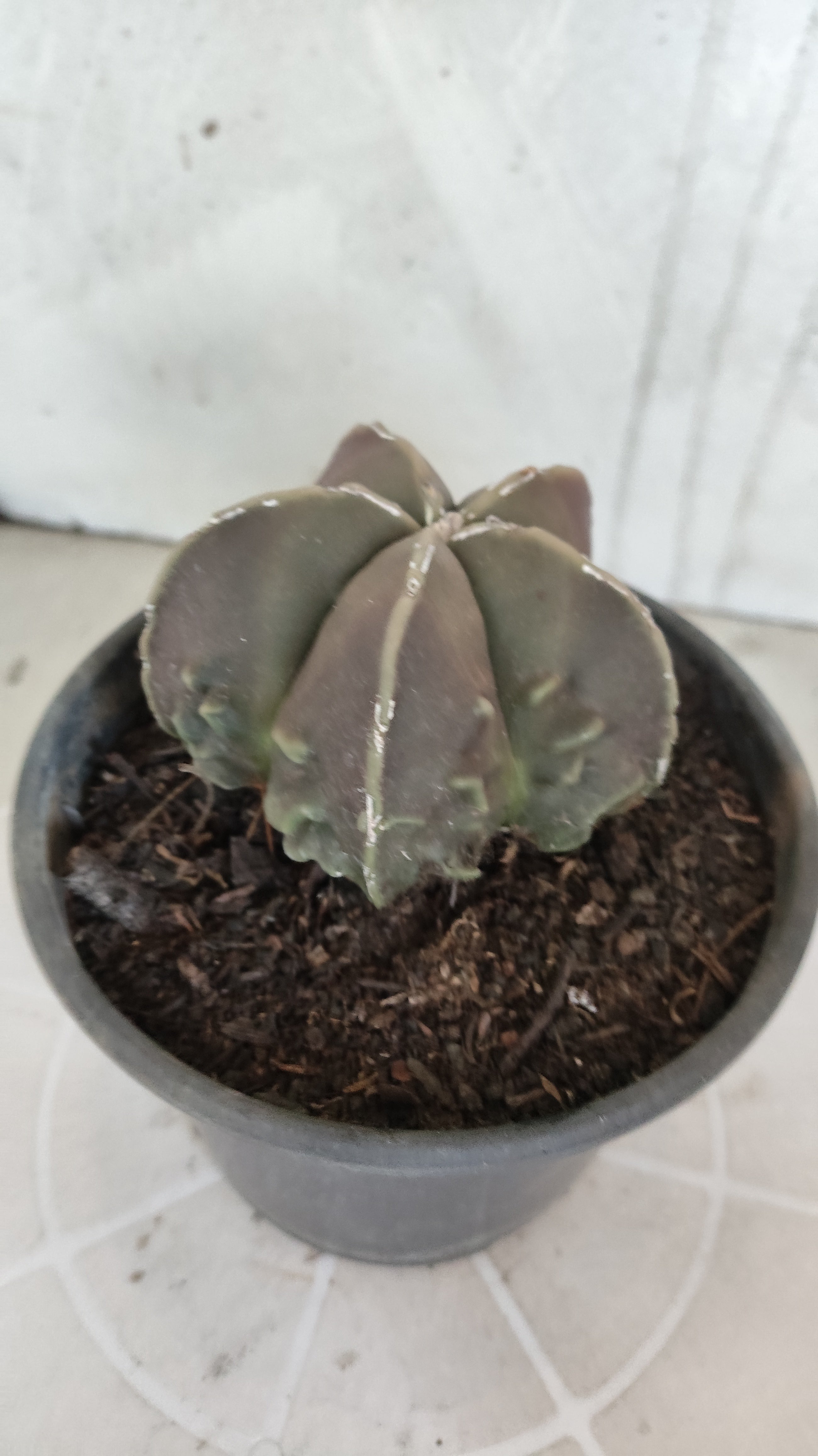 MATRIZ ASTROPHYTUM cv KIKKO "Fukuryu"  Nº 1361 – vaso 15