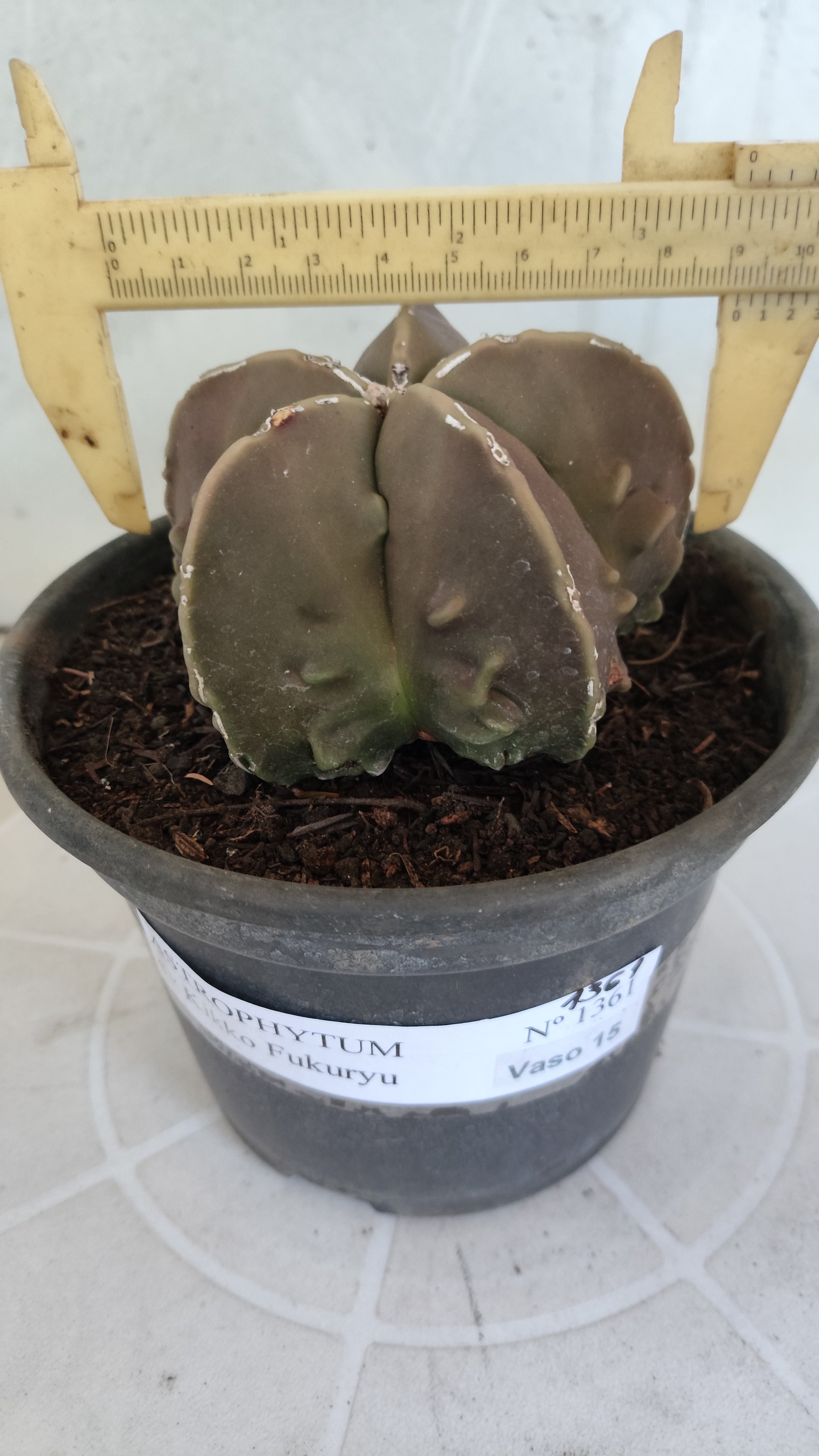 MATRIZ ASTROPHYTUM cv KIKKO "Fukuryu"  Nº 1361 – vaso 15