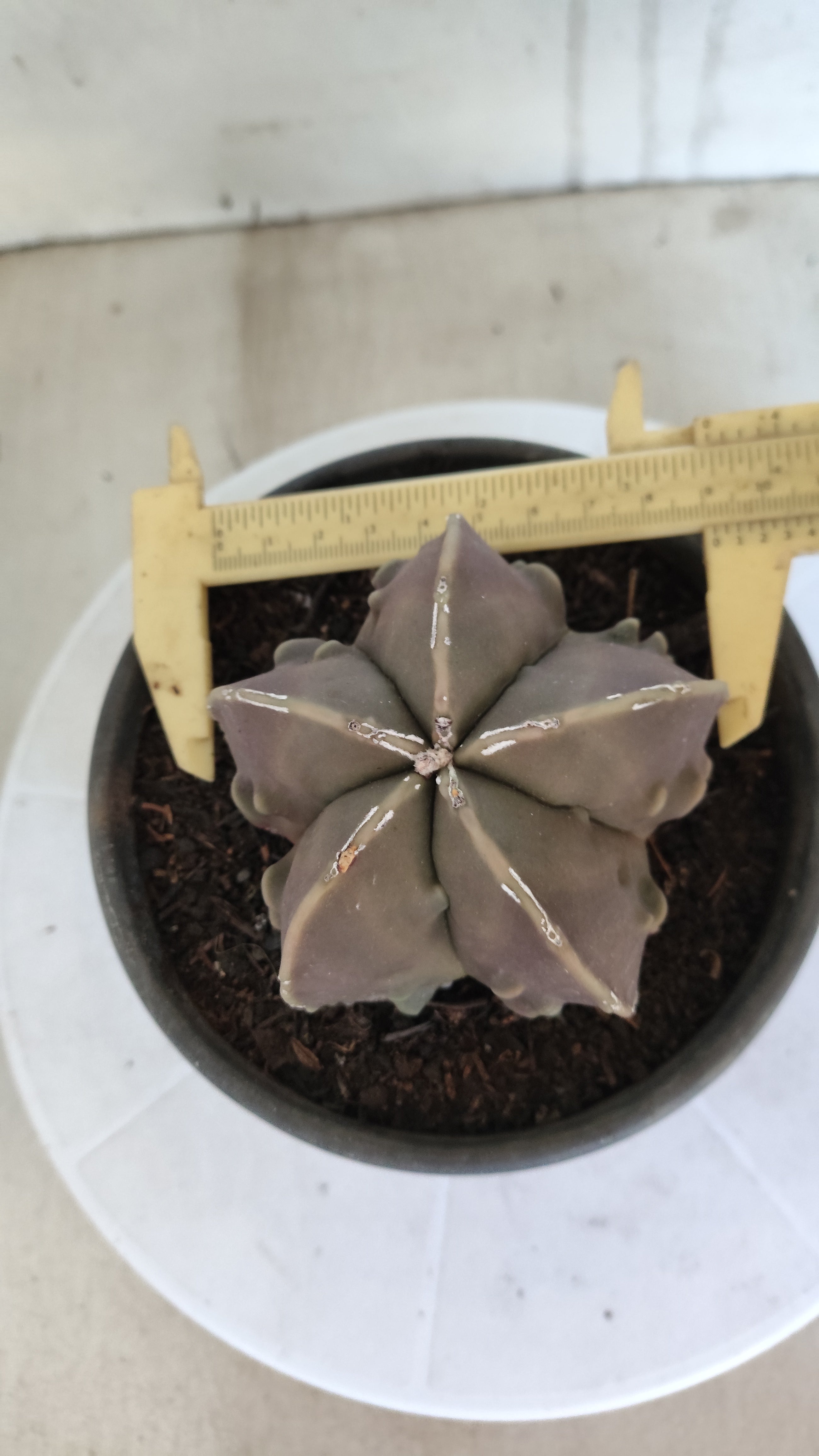 MATRIZ ASTROPHYTUM cv KIKKO "Fukuryu"  Nº 1361 – vaso 15