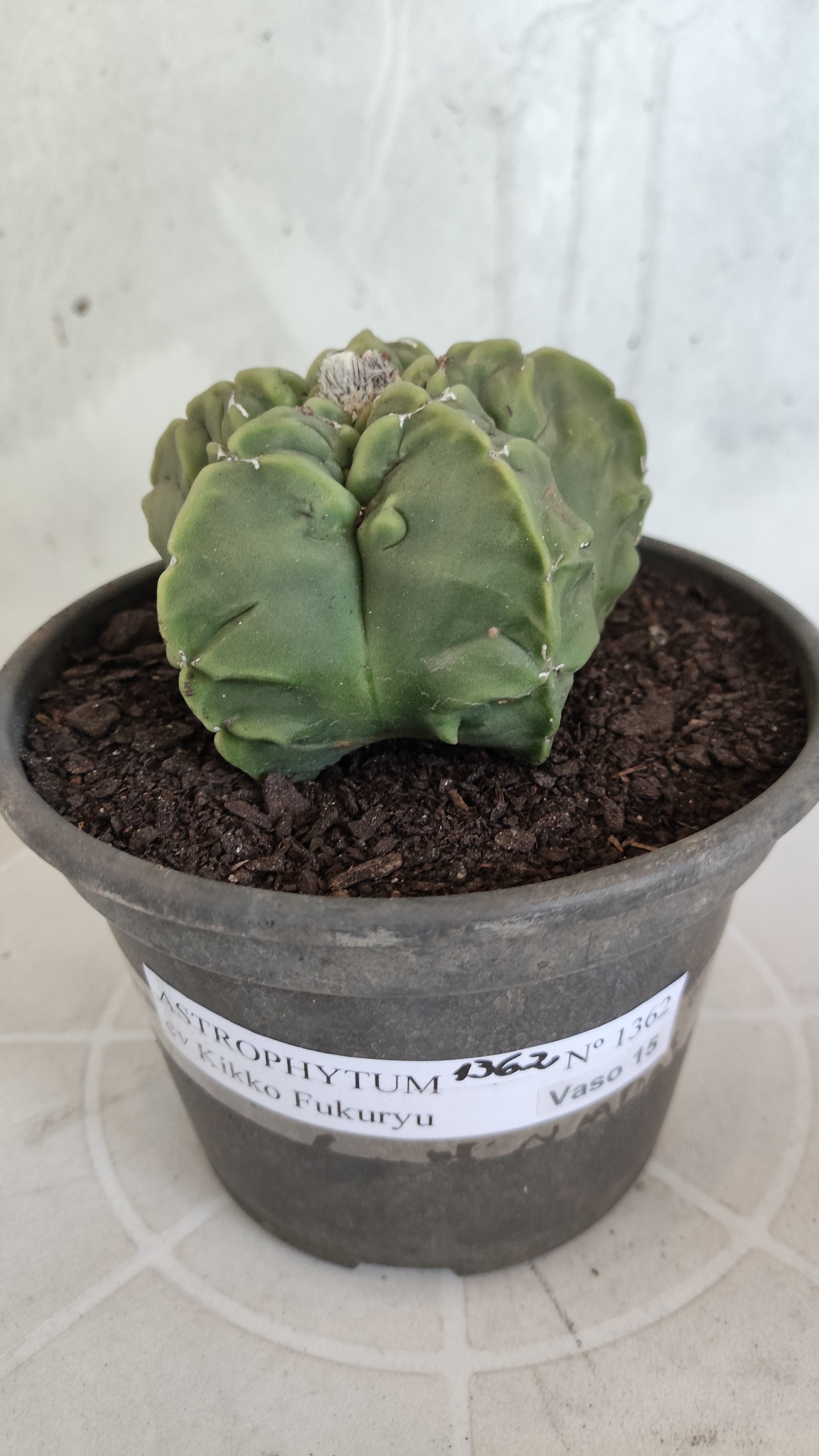 MATRIZ ASTROPHYTUM cv KIKKO "Fukuryu"  Nº 1362 – vaso 15