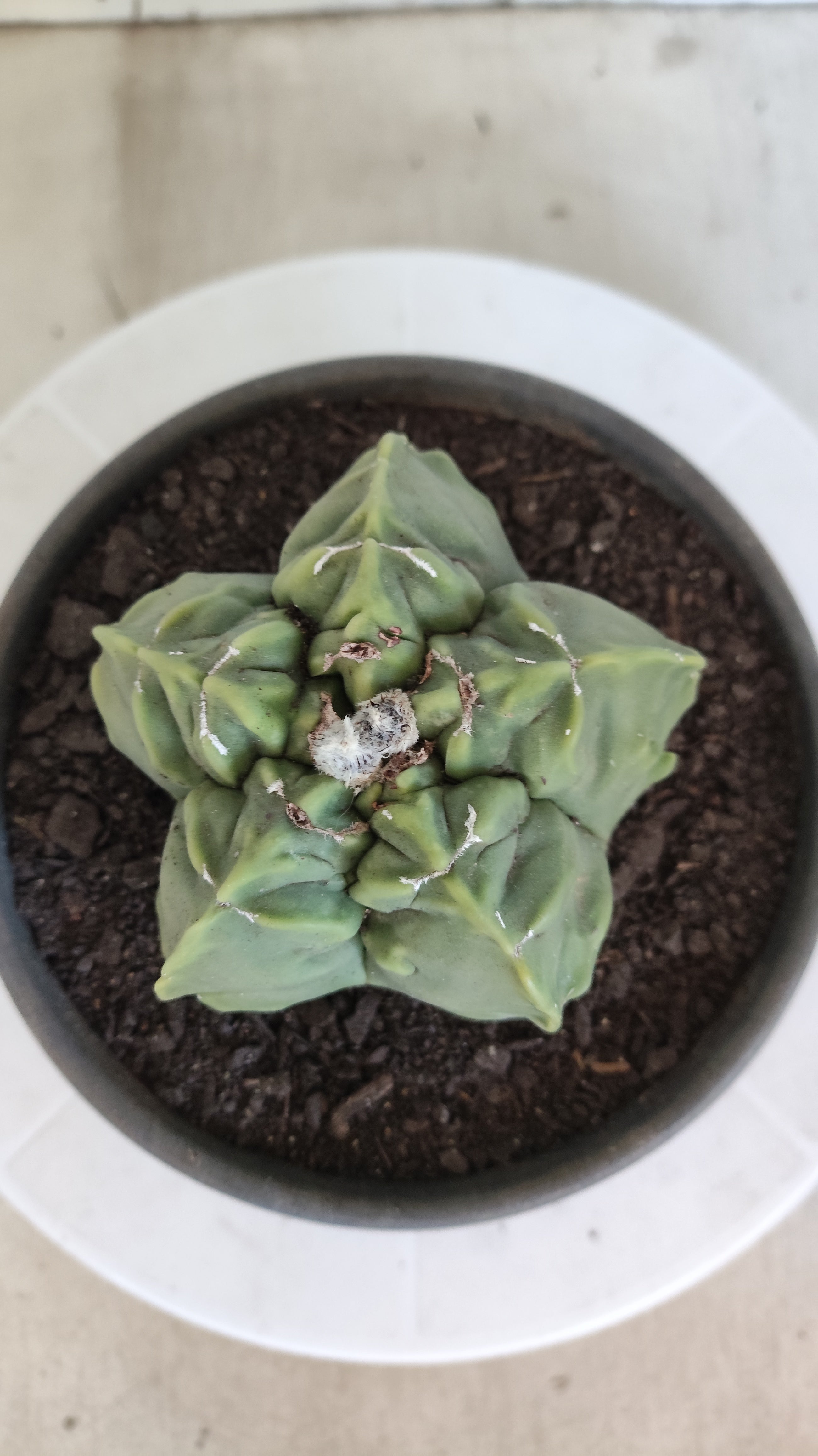 MATRIZ ASTROPHYTUM cv KIKKO "Fukuryu"  Nº 1362 – vaso 15