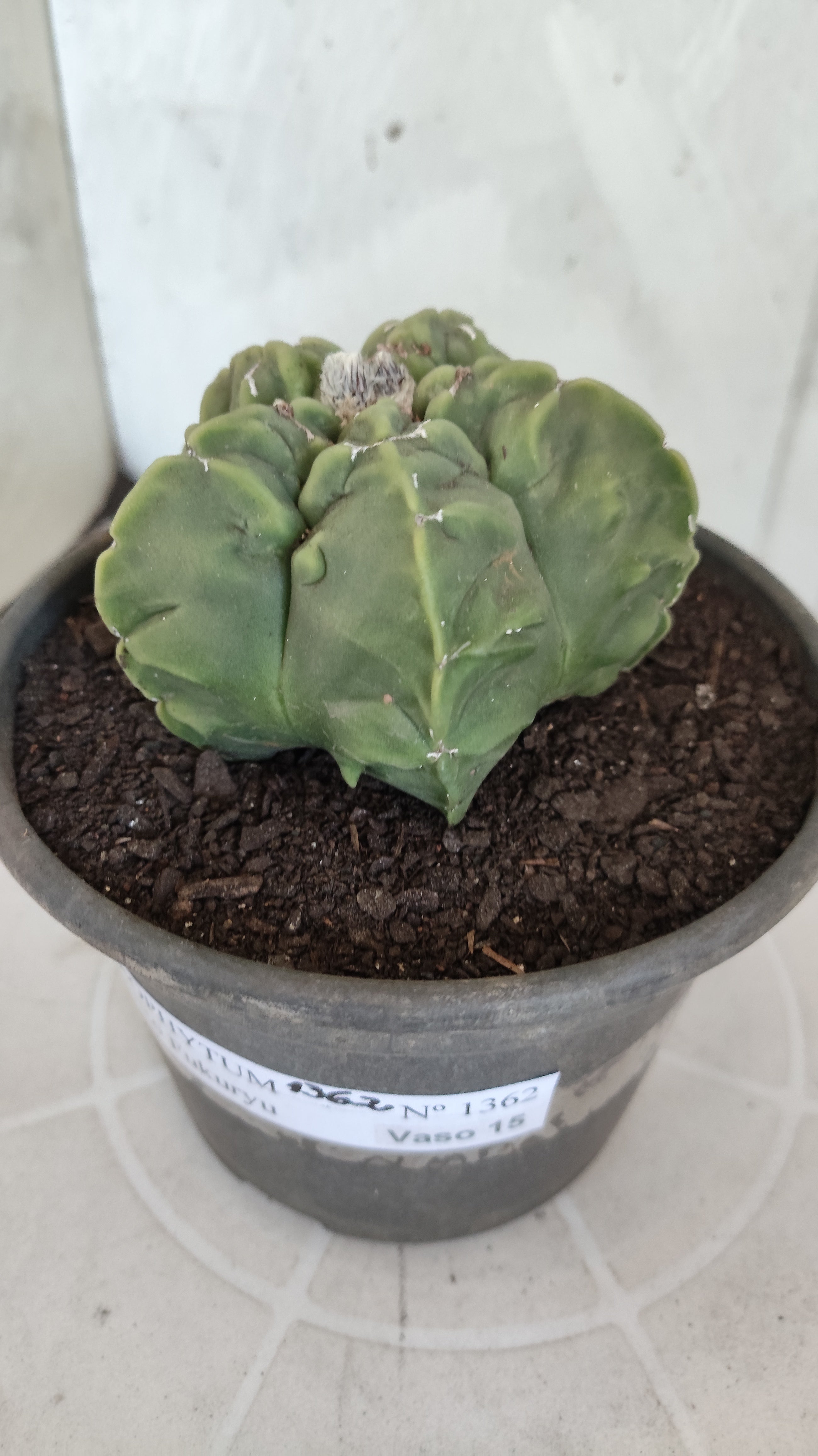 MATRIZ ASTROPHYTUM cv KIKKO "Fukuryu"  Nº 1362 – vaso 15