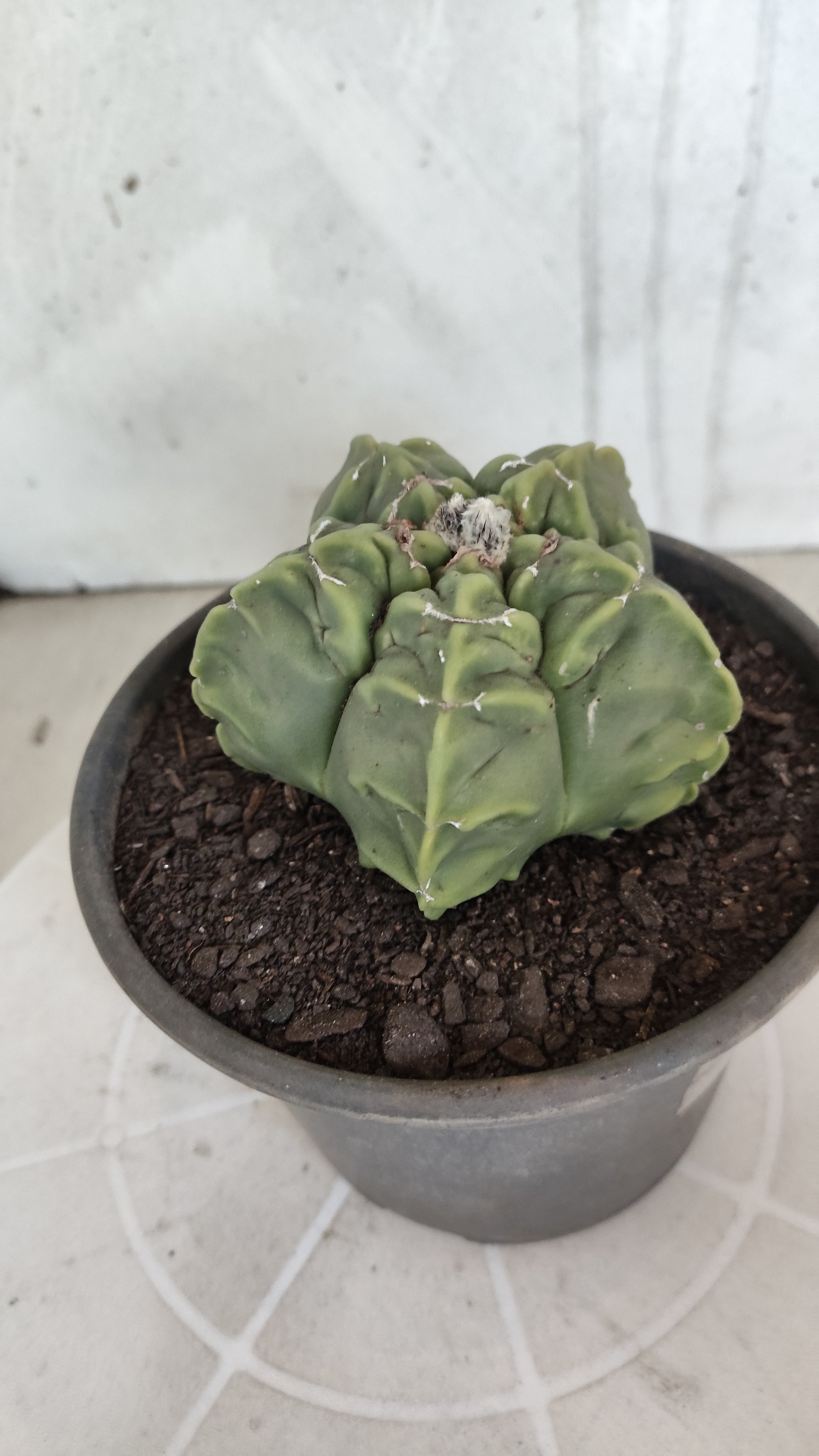 MATRIZ ASTROPHYTUM cv KIKKO "Fukuryu"  Nº 1362 – vaso 15