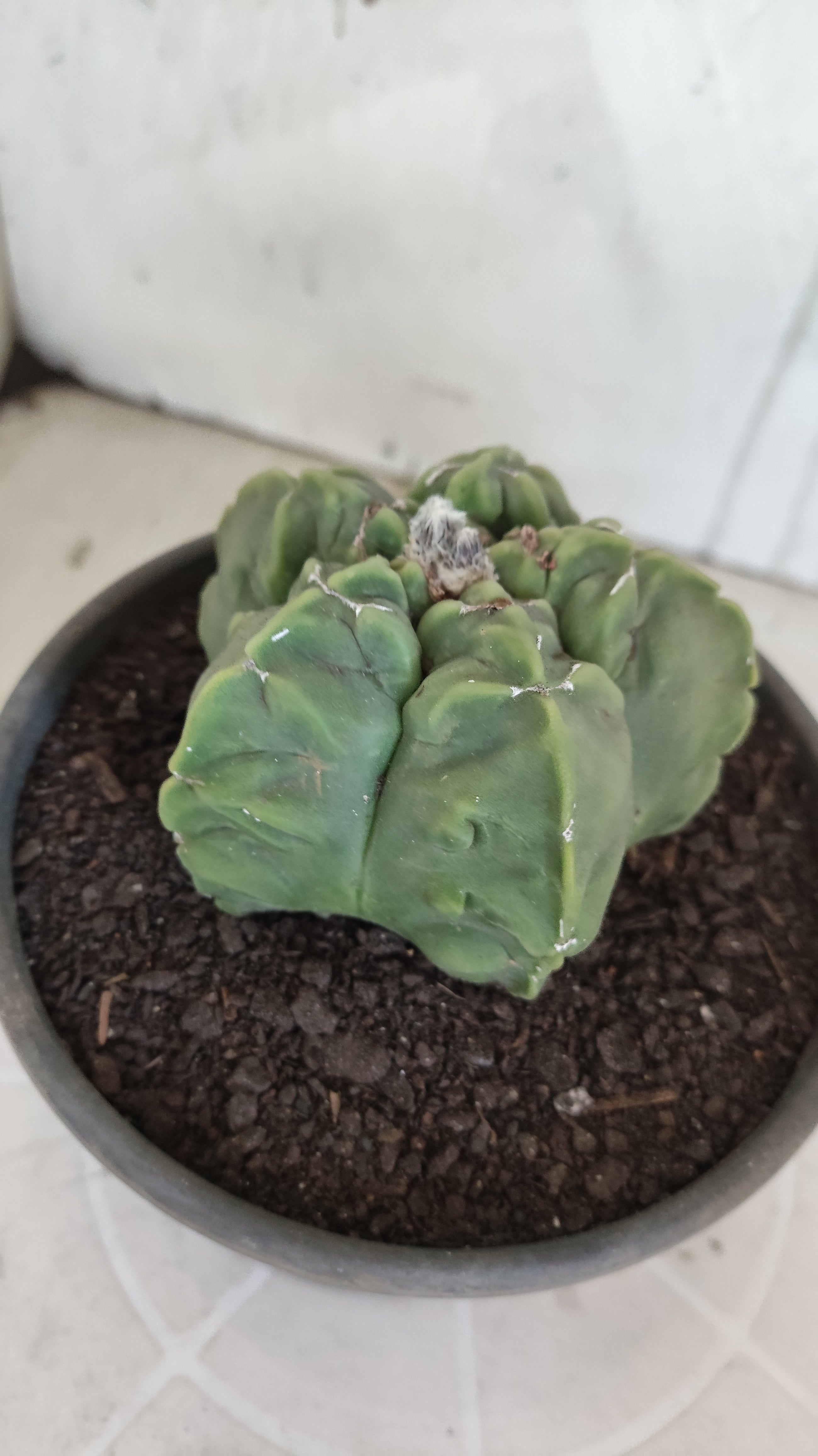 MATRIZ ASTROPHYTUM cv KIKKO "Fukuryu"  Nº 1362 – vaso 15