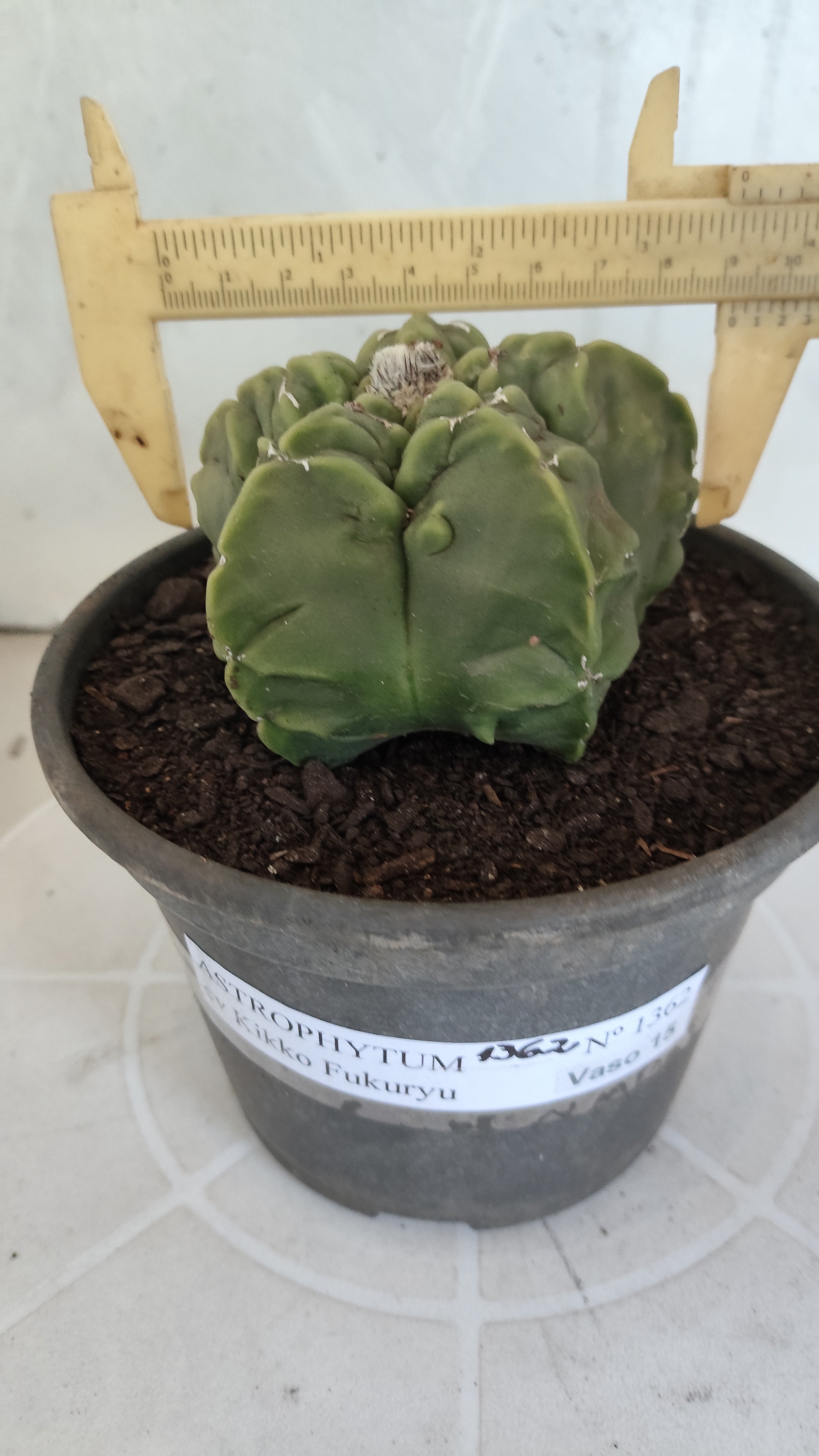 MATRIZ ASTROPHYTUM cv KIKKO "Fukuryu"  Nº 1362 – vaso 15