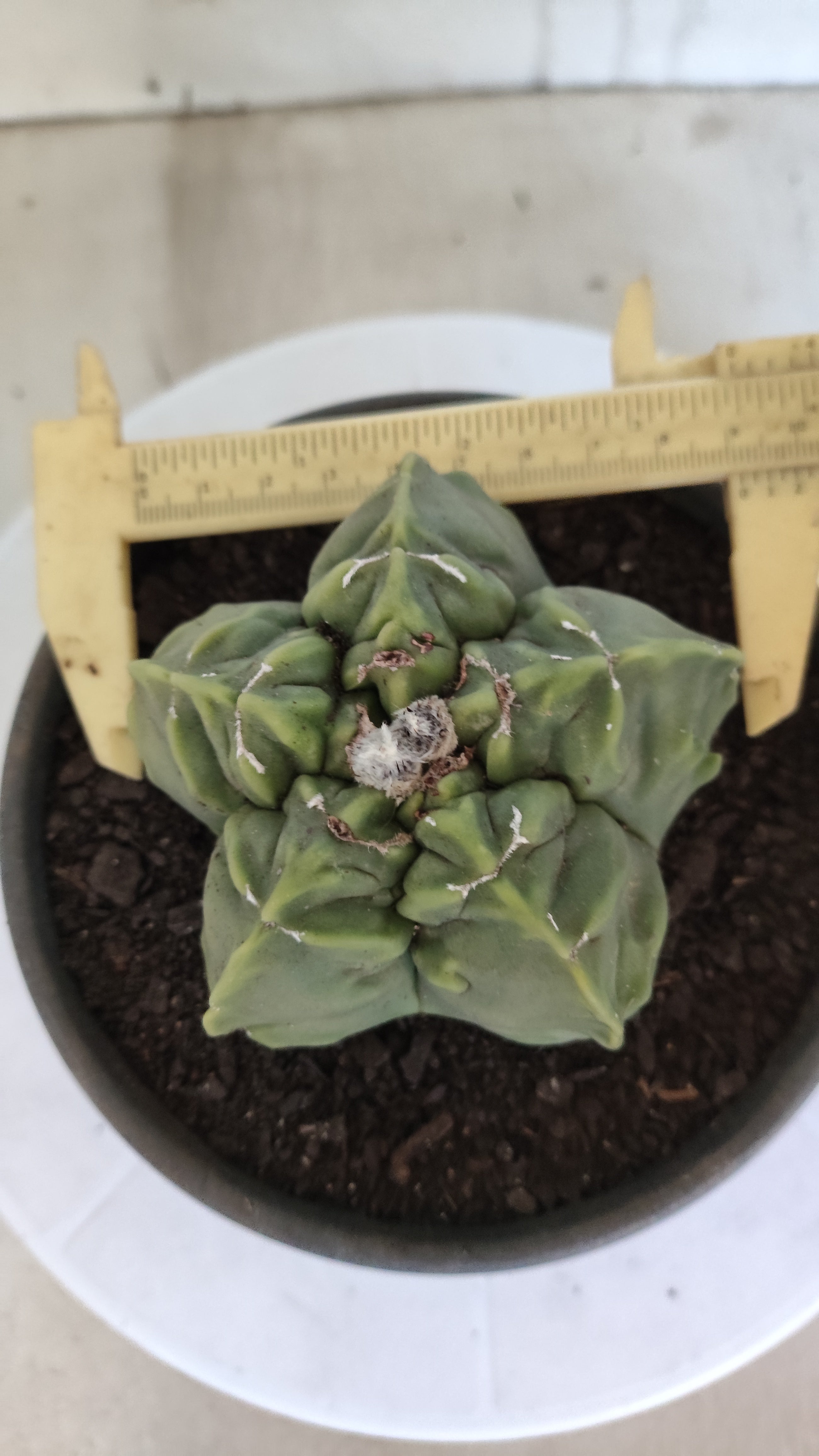 MATRIZ ASTROPHYTUM cv KIKKO "Fukuryu"  Nº 1362 – vaso 15