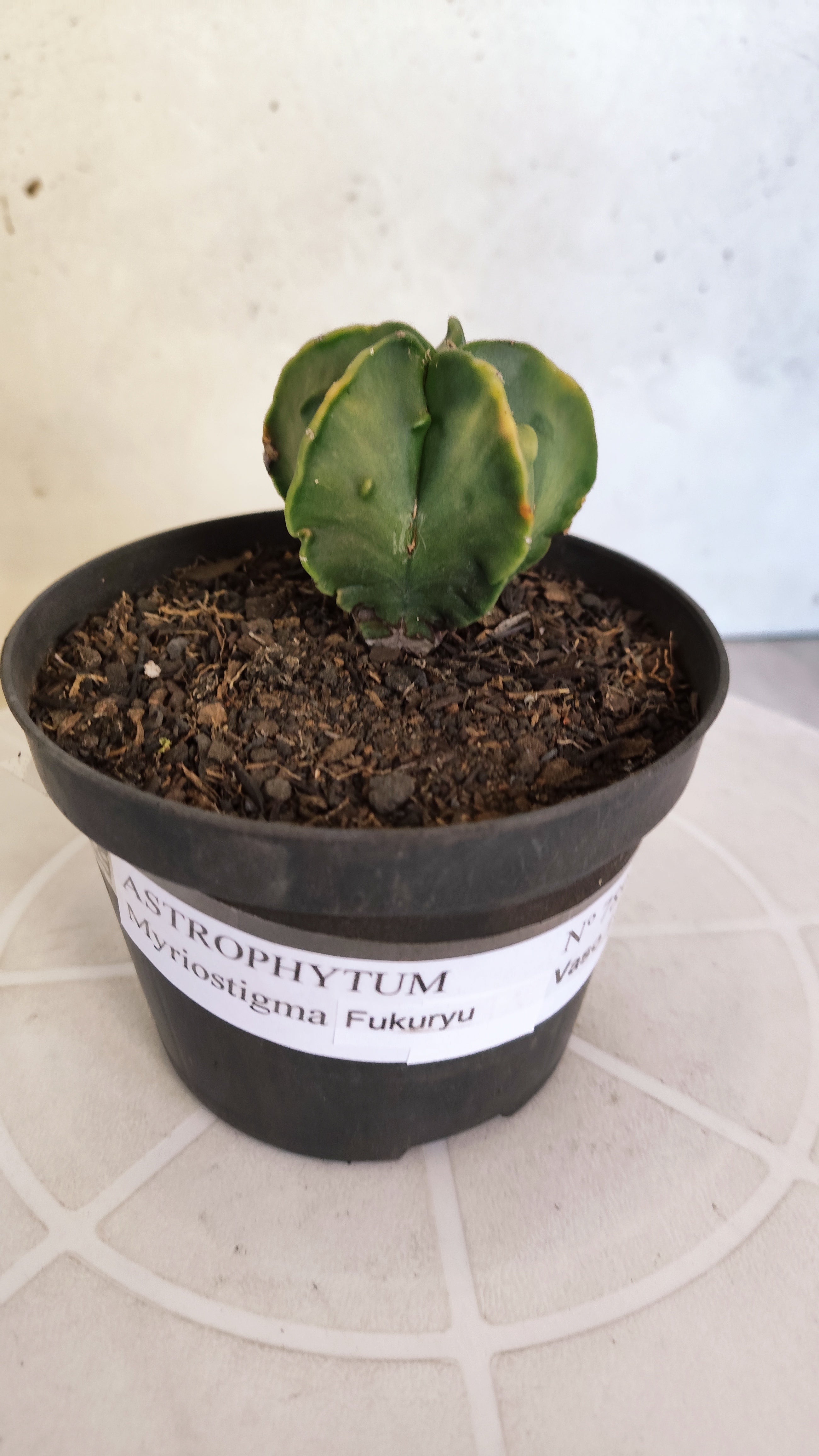ASTROPHYTUM Myriostigma FUKURYU  Nº 789 – vaso 11