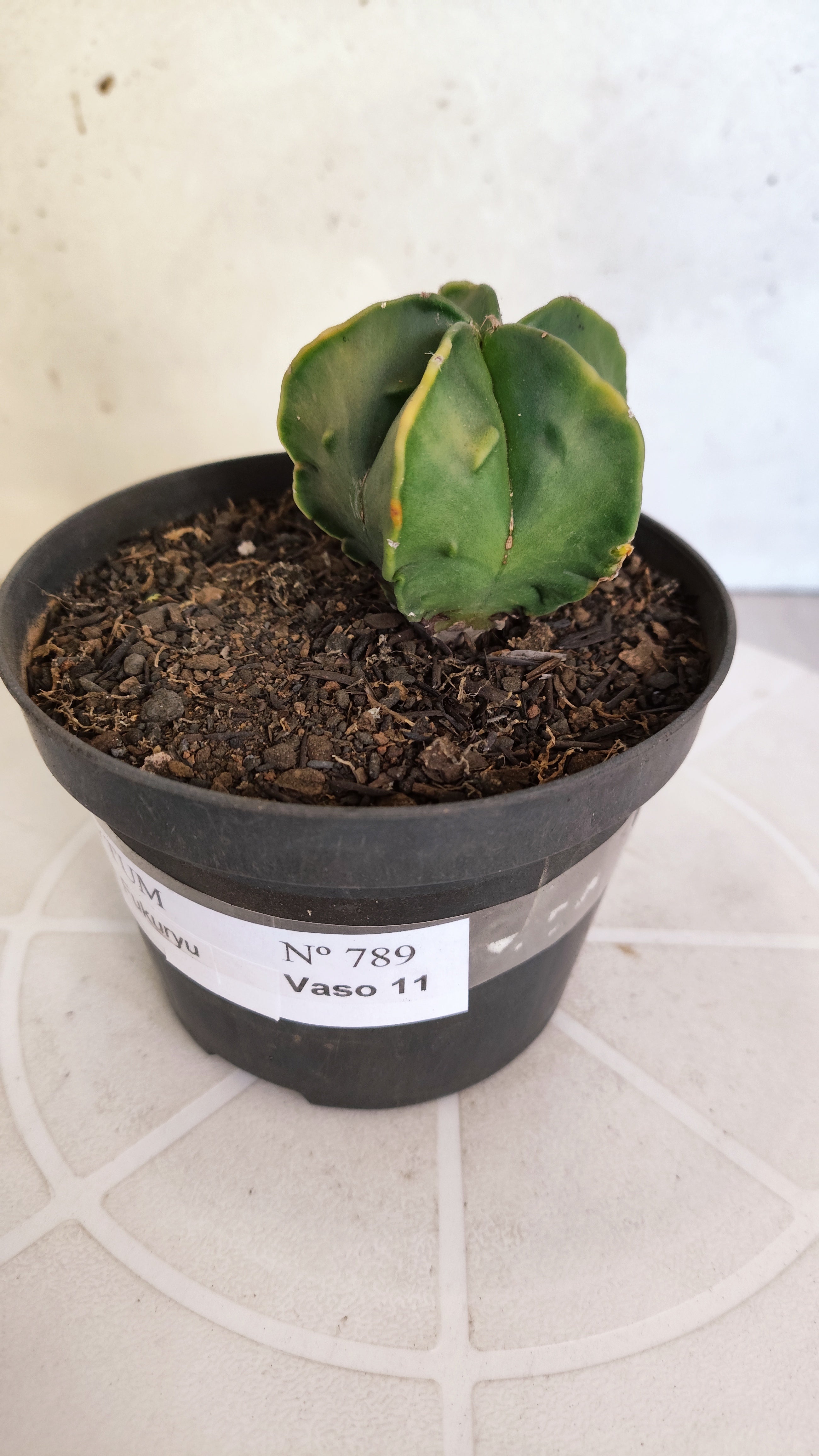 ASTROPHYTUM Myriostigma FUKURYU  Nº 789 – vaso 11