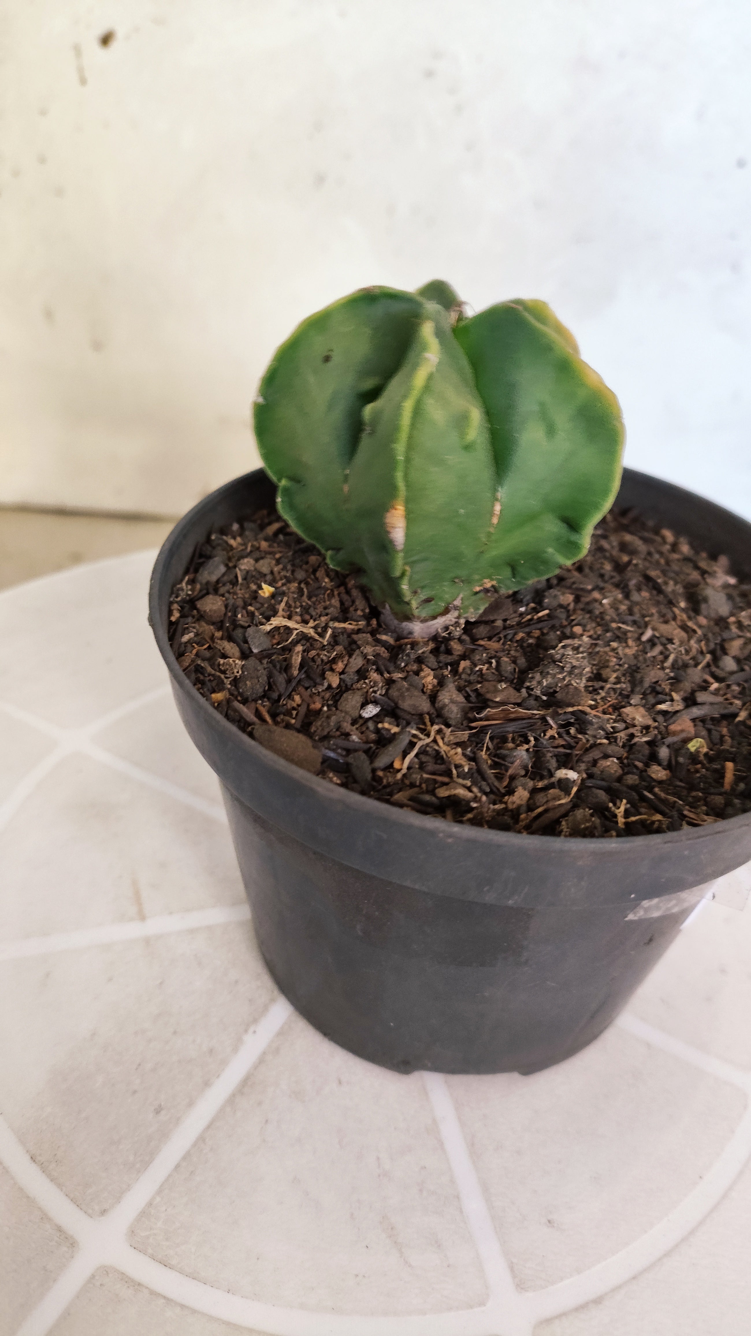ASTROPHYTUM Myriostigma FUKURYU  Nº 789 – vaso 11