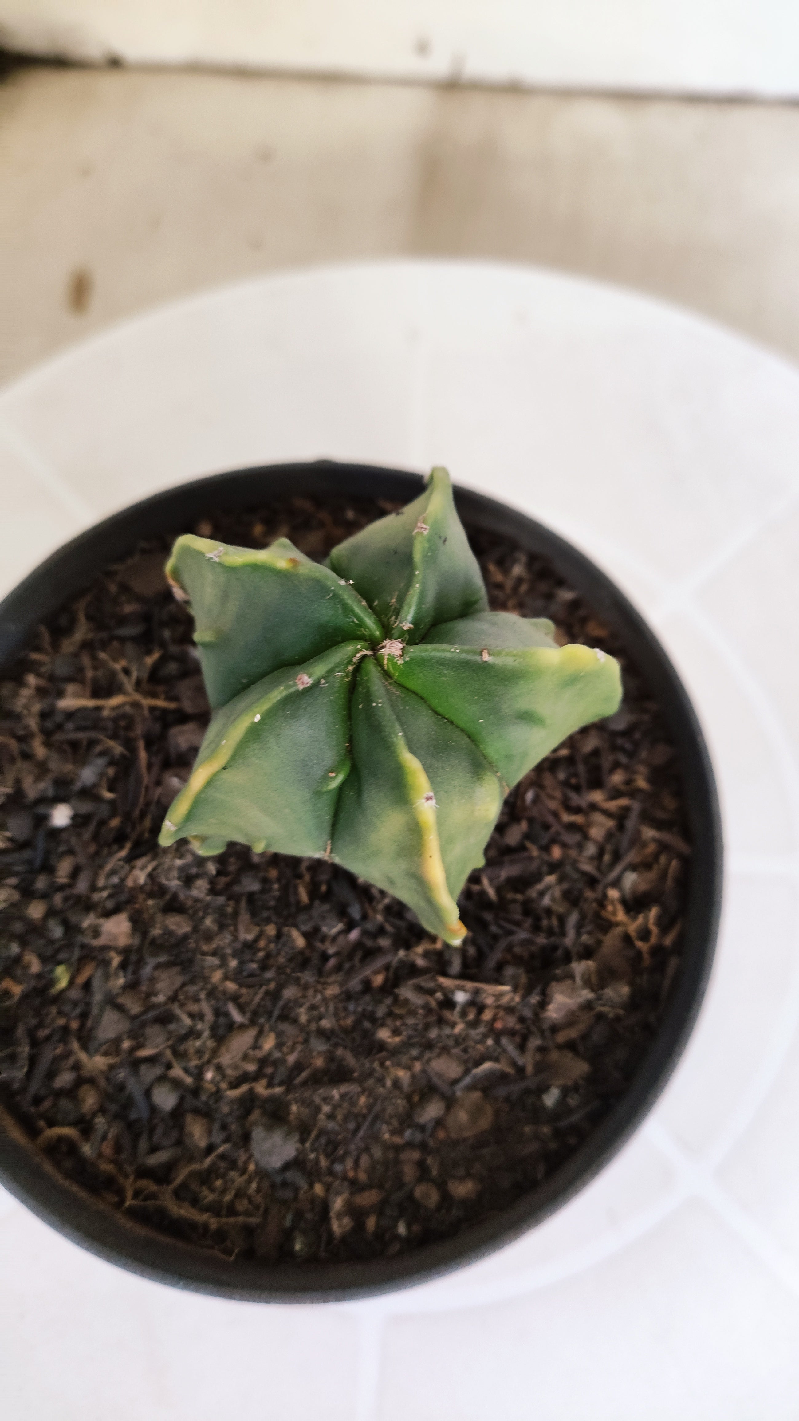 ASTROPHYTUM Myriostigma FUKURYU  Nº 789 – vaso 11