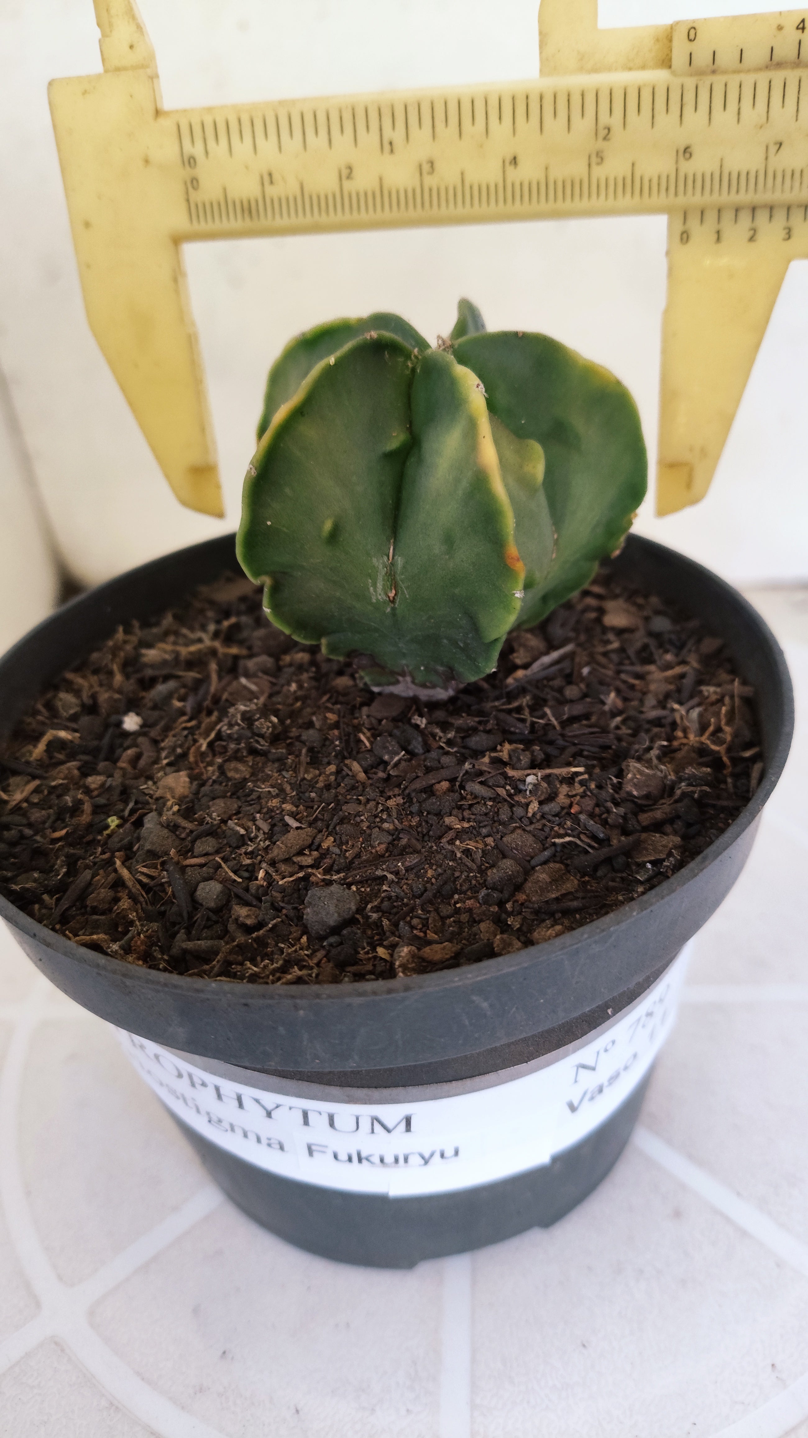 ASTROPHYTUM Myriostigma FUKURYU  Nº 789 – vaso 11