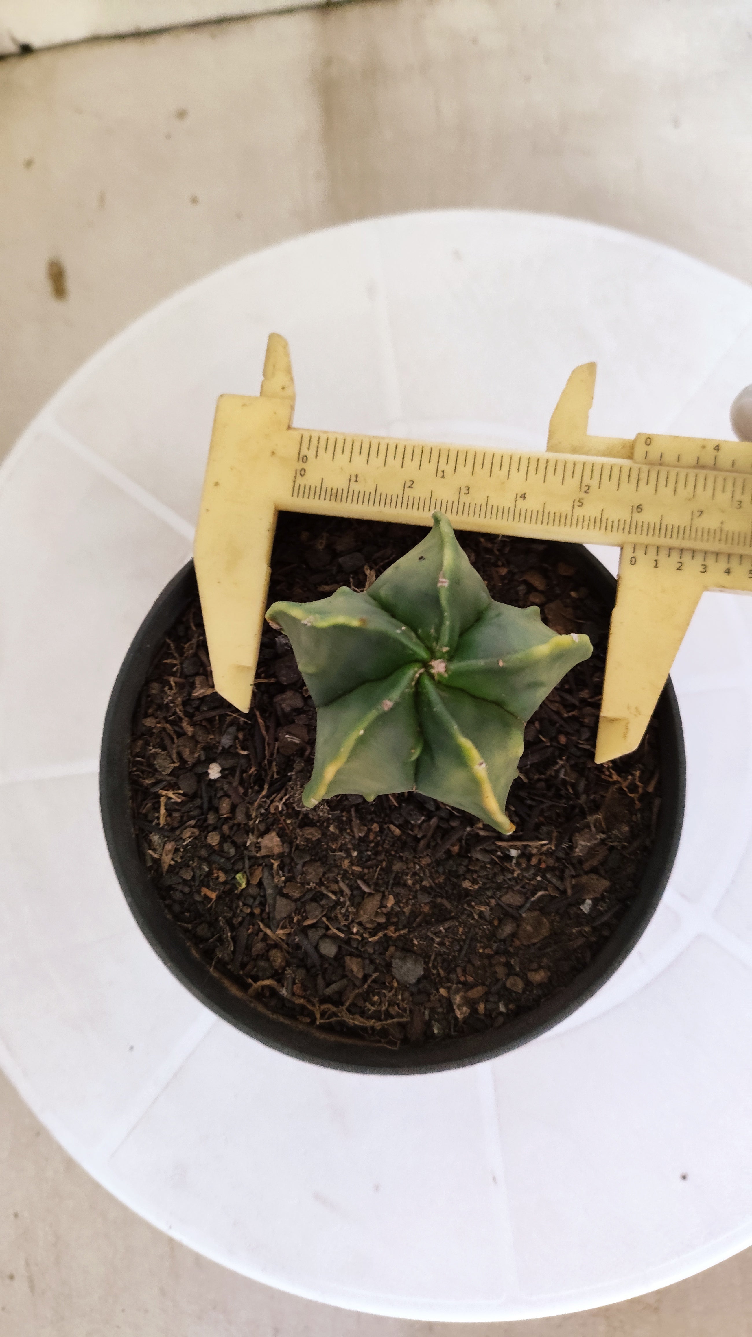 ASTROPHYTUM Myriostigma FUKURYU  Nº 789 – vaso 11