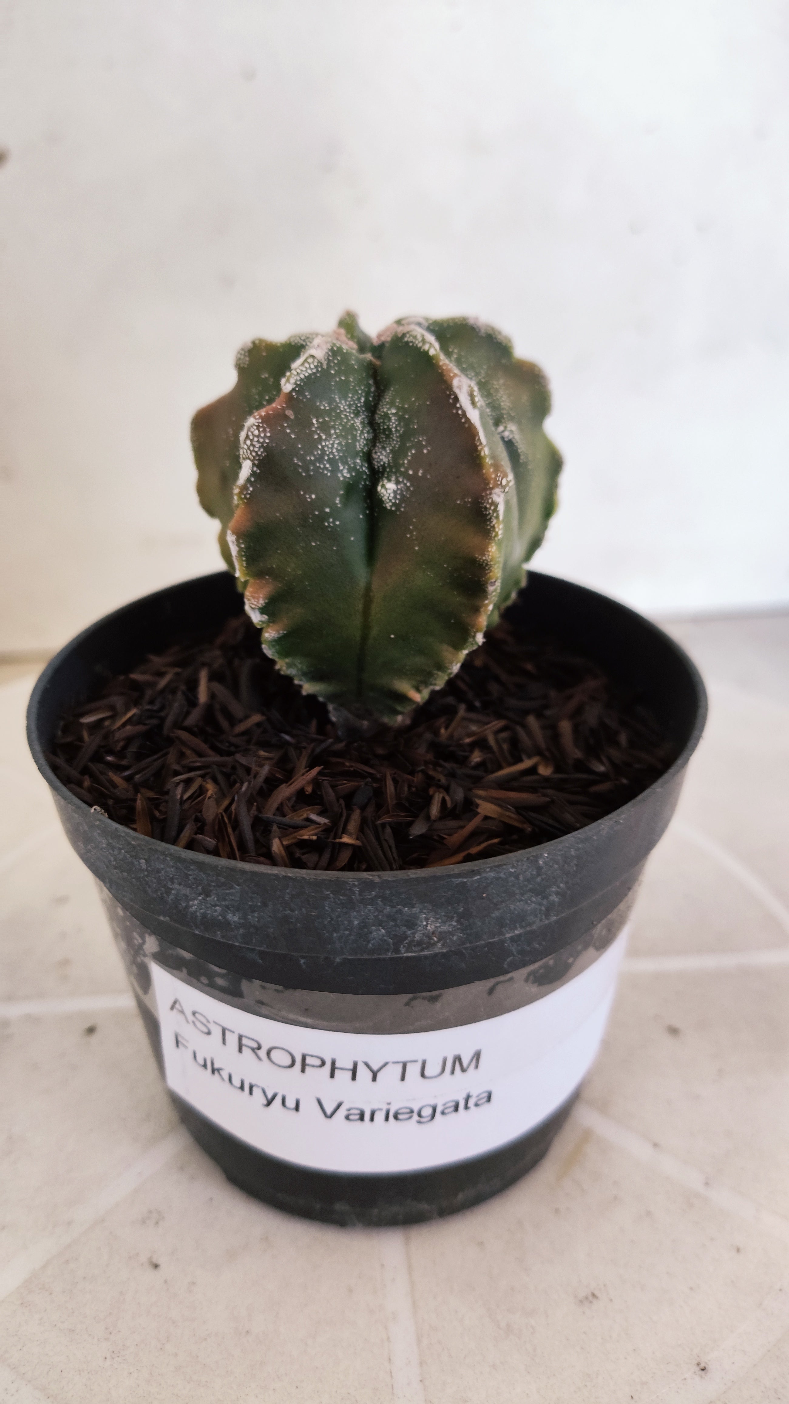 MATRIZ ASTROPHYTUM cv KIKKO "Fukuryu Variegata"  Nº 1208 – vaso 11